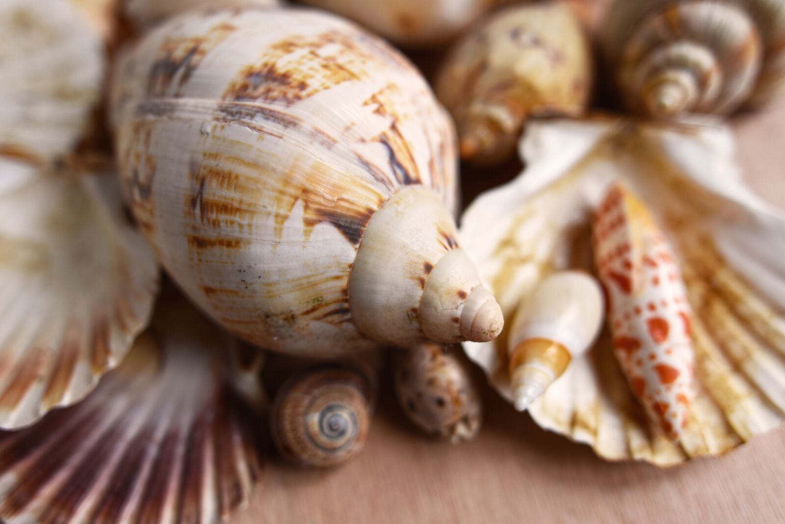 Nikon D750 sample photo. Seashells, mollusk, scallop photography