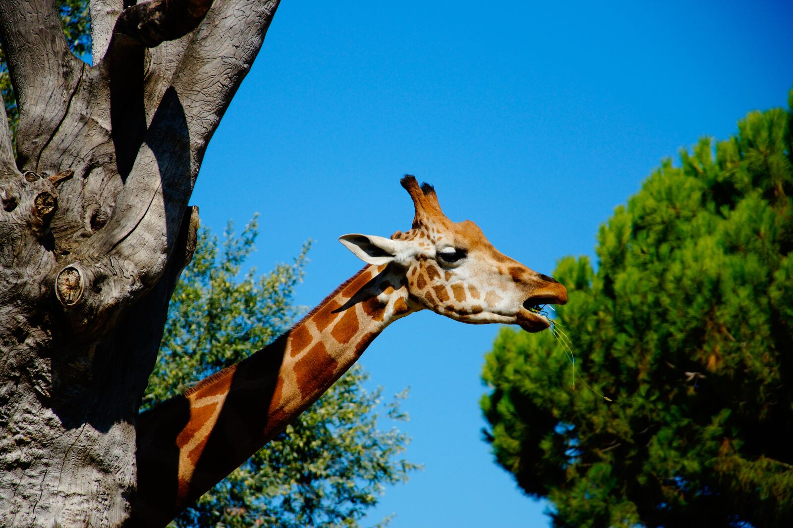 Sony SLT-A77 sample photo. Giraffe, eat, head photography