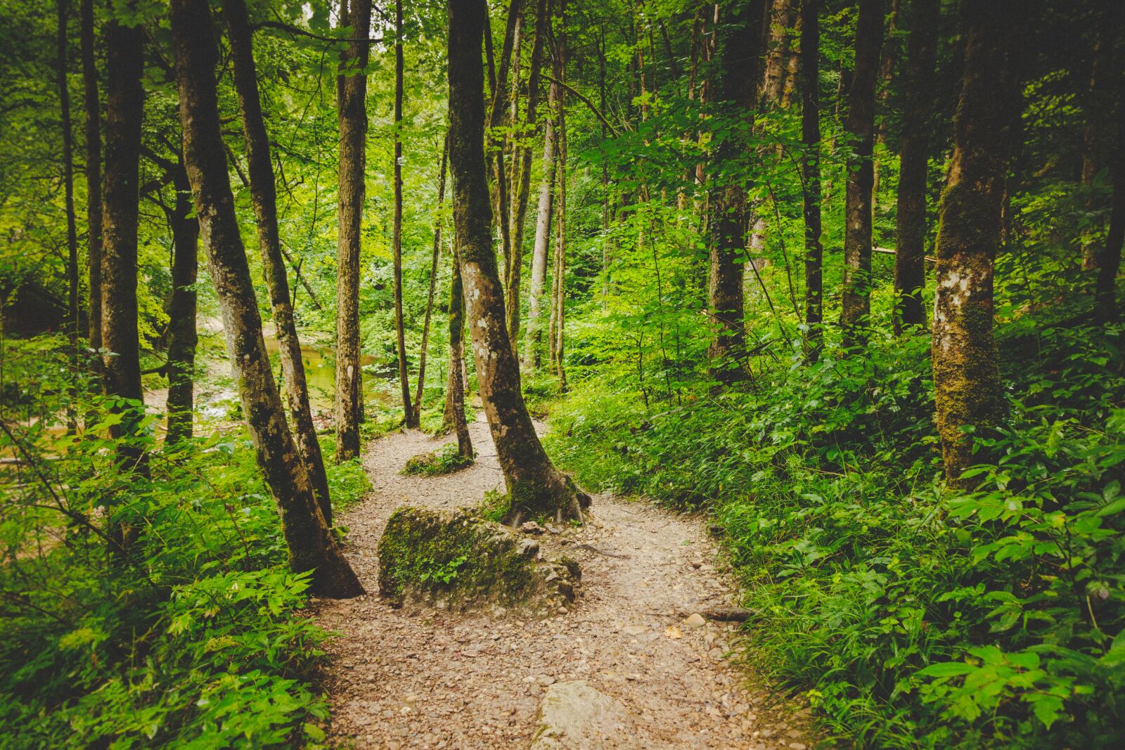 Canon EOS 650D (EOS Rebel T4i / EOS Kiss X6i) sample photo. Forest path, alone, eistobel photography