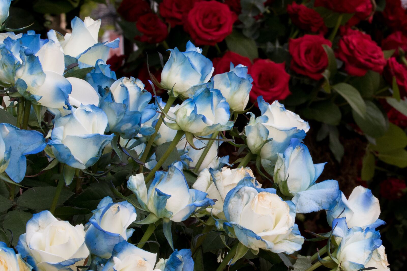Canon EOS 750D (EOS Rebel T6i / EOS Kiss X8i) sample photo. Rose, rose festival, park photography