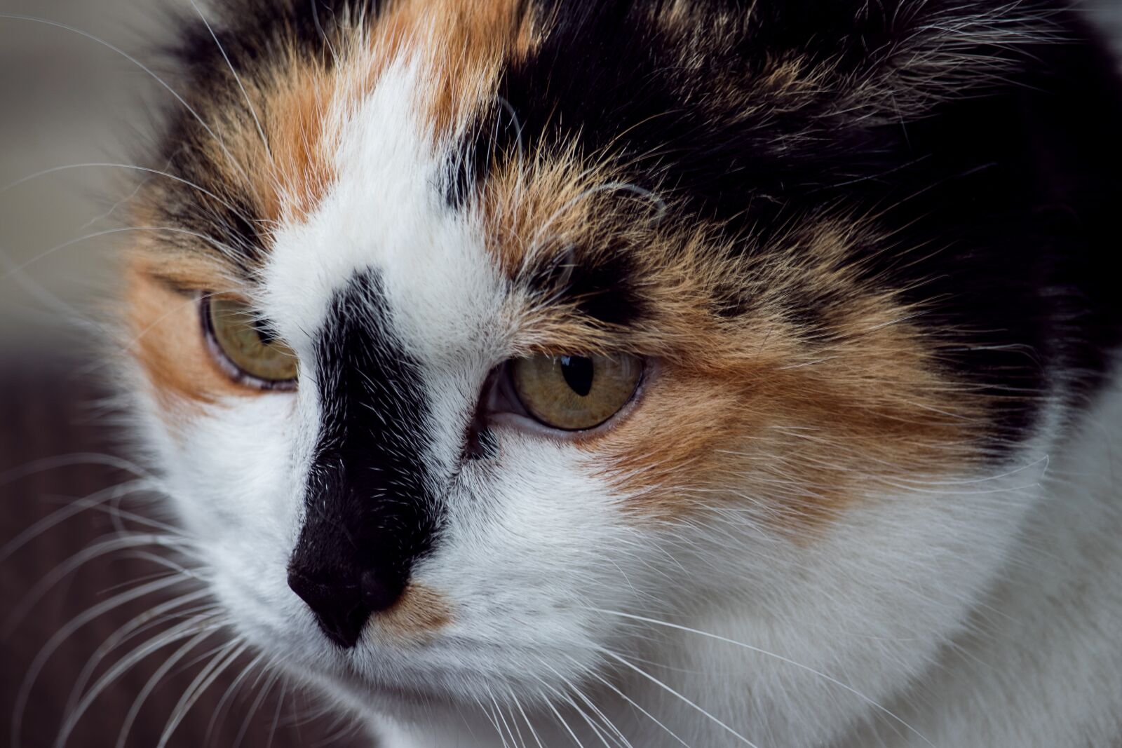 Canon EF-S 55-250mm F4-5.6 IS STM sample photo. Cat, domestic cat, mammal photography