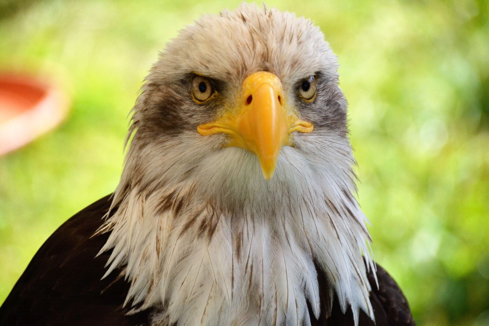 Nikon D3100 sample photo. Bald eagles, adler, portrait photography