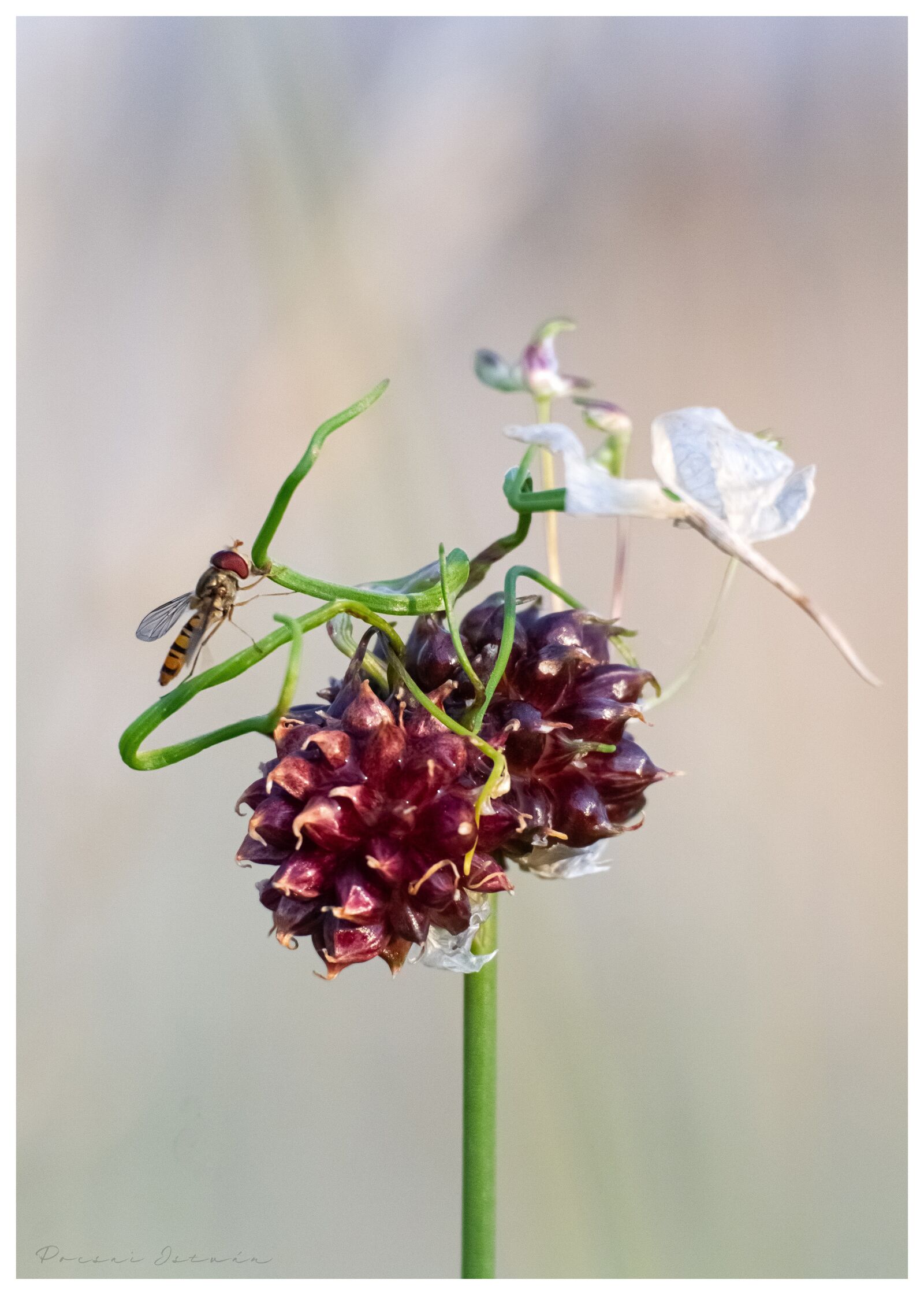 Canon EOS 7D sample photo. Flower, green, summer photography