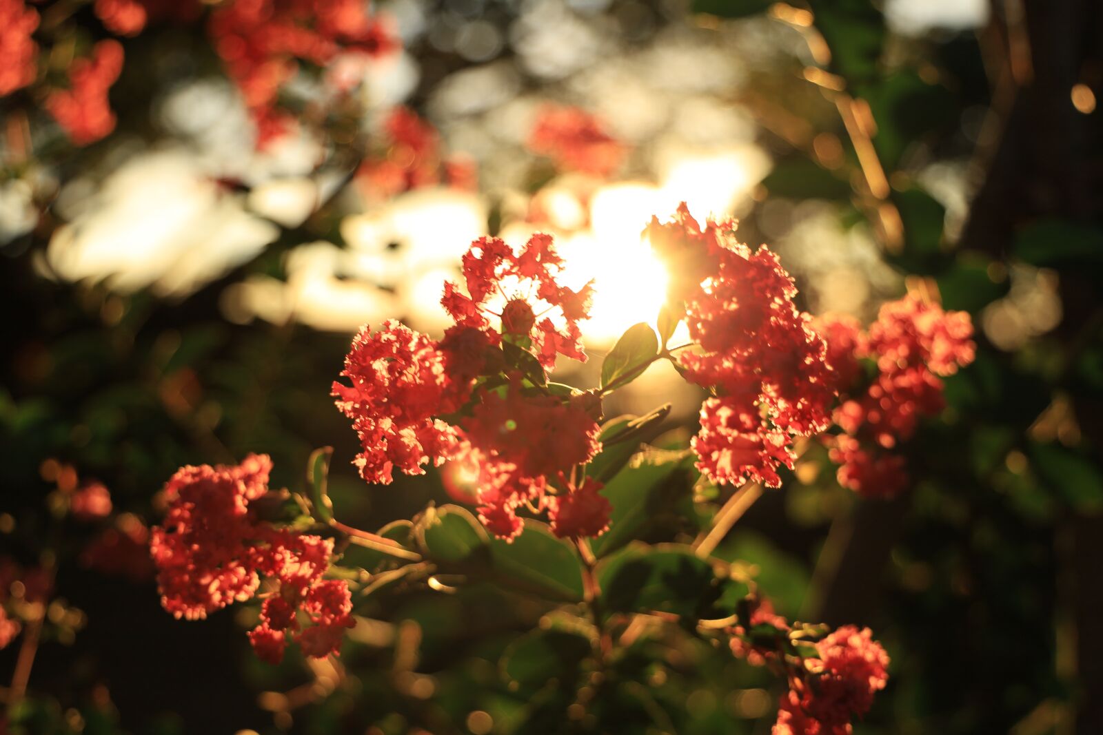 Canon EOS RP sample photo. Sunset, sunlight, flowers photography