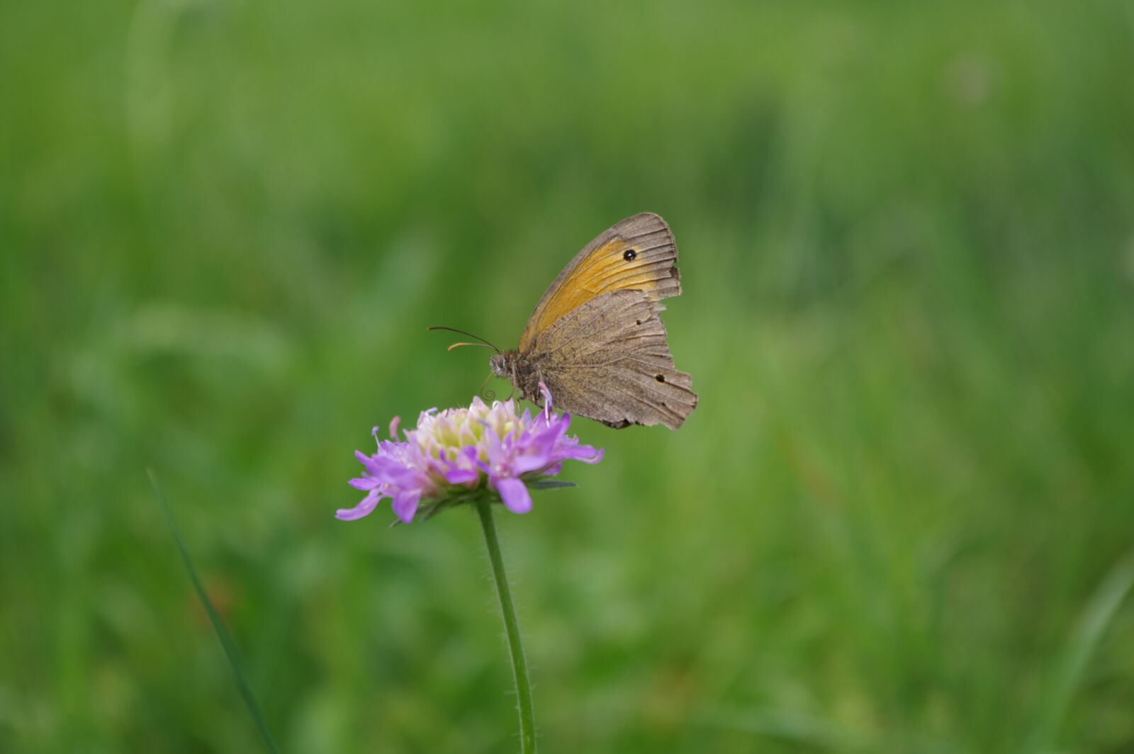 Pentax K-3 sample photo. Butterfly, colorful, flower photography