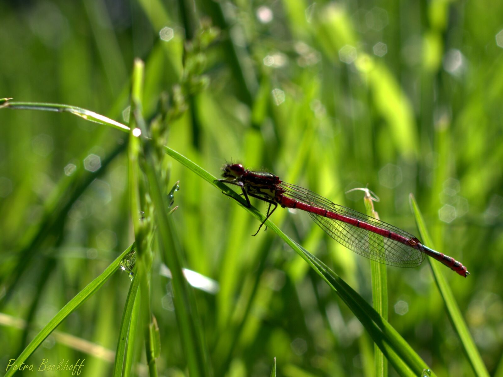 Pentax K-70 sample photo. Dragonfly, grass, insect photography