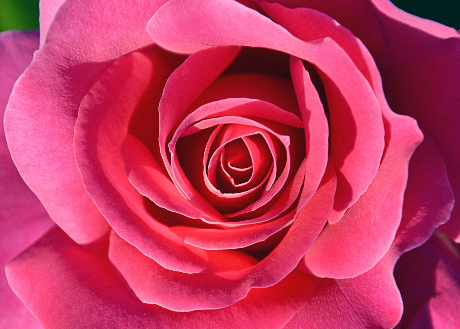 Nikon D7100 sample photo. Rose, red, plant photography