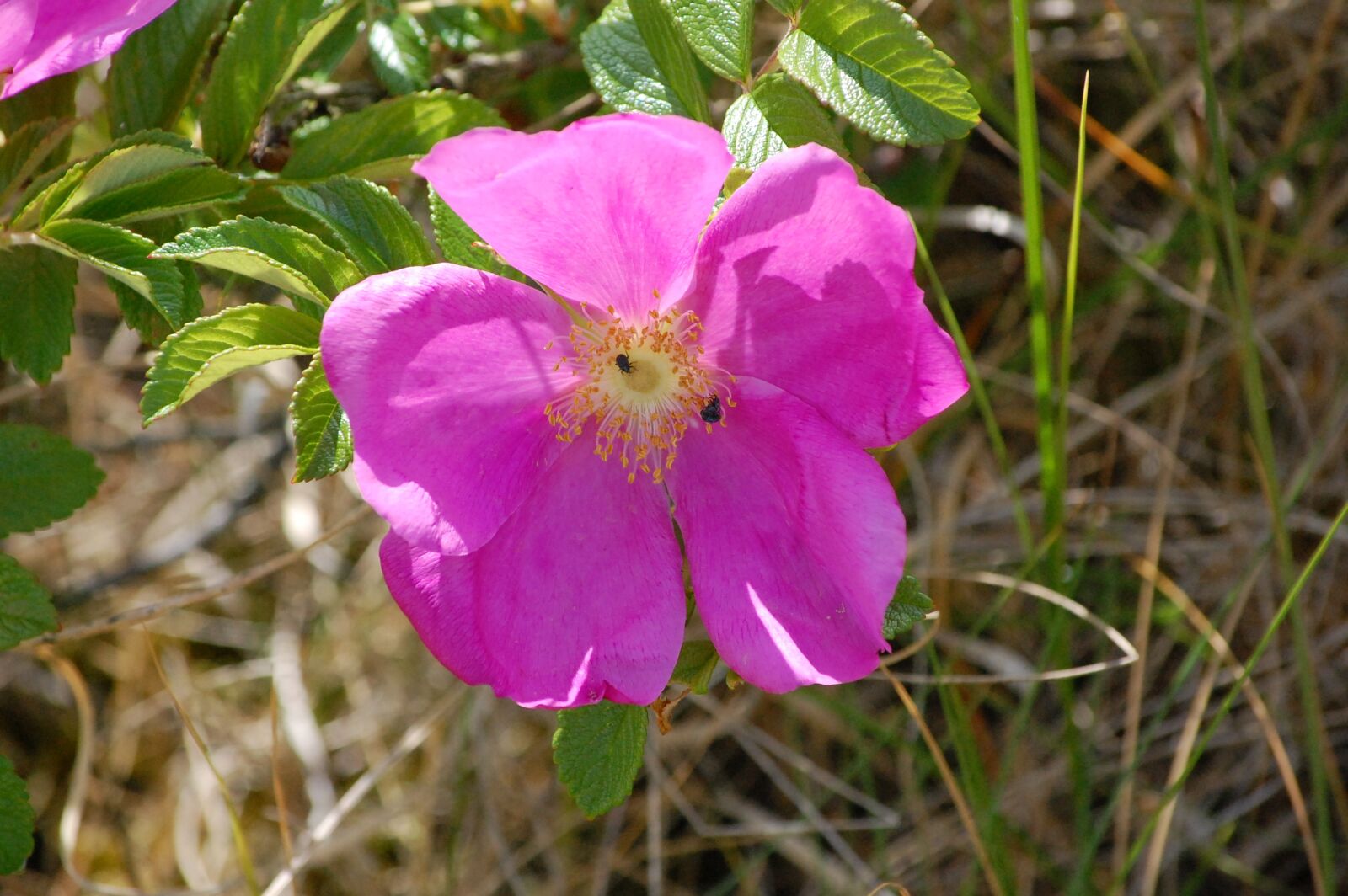 Nikon D40 sample photo. Nature, flower, plant photography