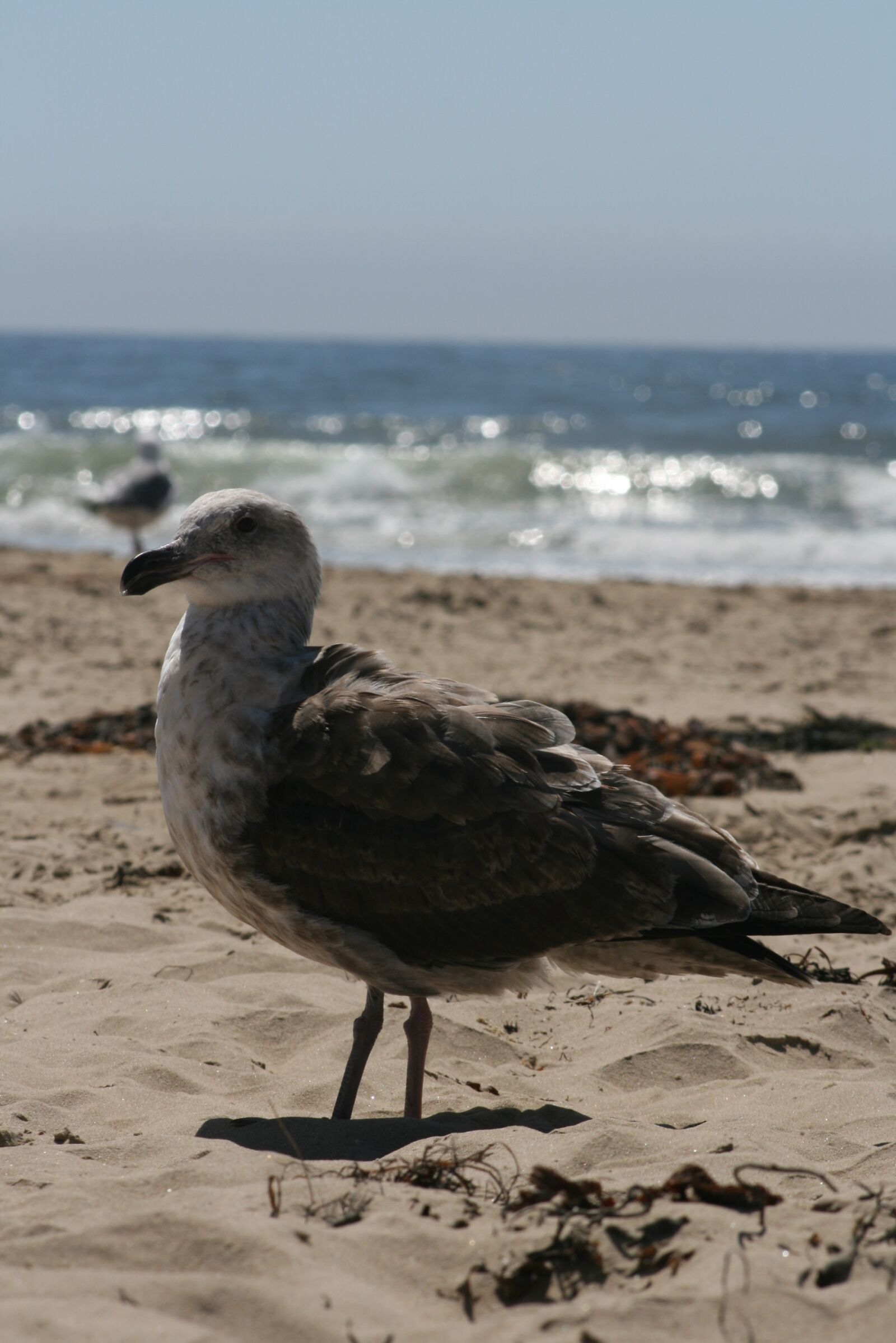 Canon EOS 400D (EOS Digital Rebel XTi / EOS Kiss Digital X) sample photo. Beach, seagull, sea photography