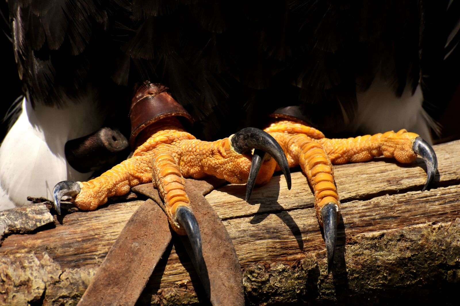 Nikon D7200 sample photo. Adler, bald eagle, feet photography