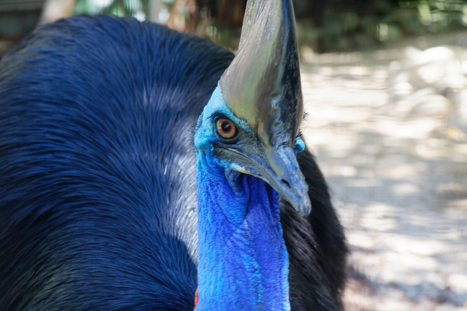 Canon EOS 750D (EOS Rebel T6i / EOS Kiss X8i) sample photo. Cassowary, blue, bird photography