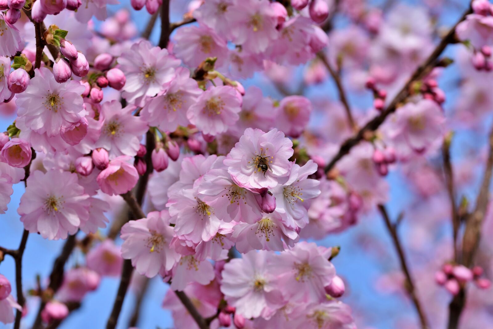 Nikon D7200 sample photo. Ornamental cherry, cherry blossoms photography