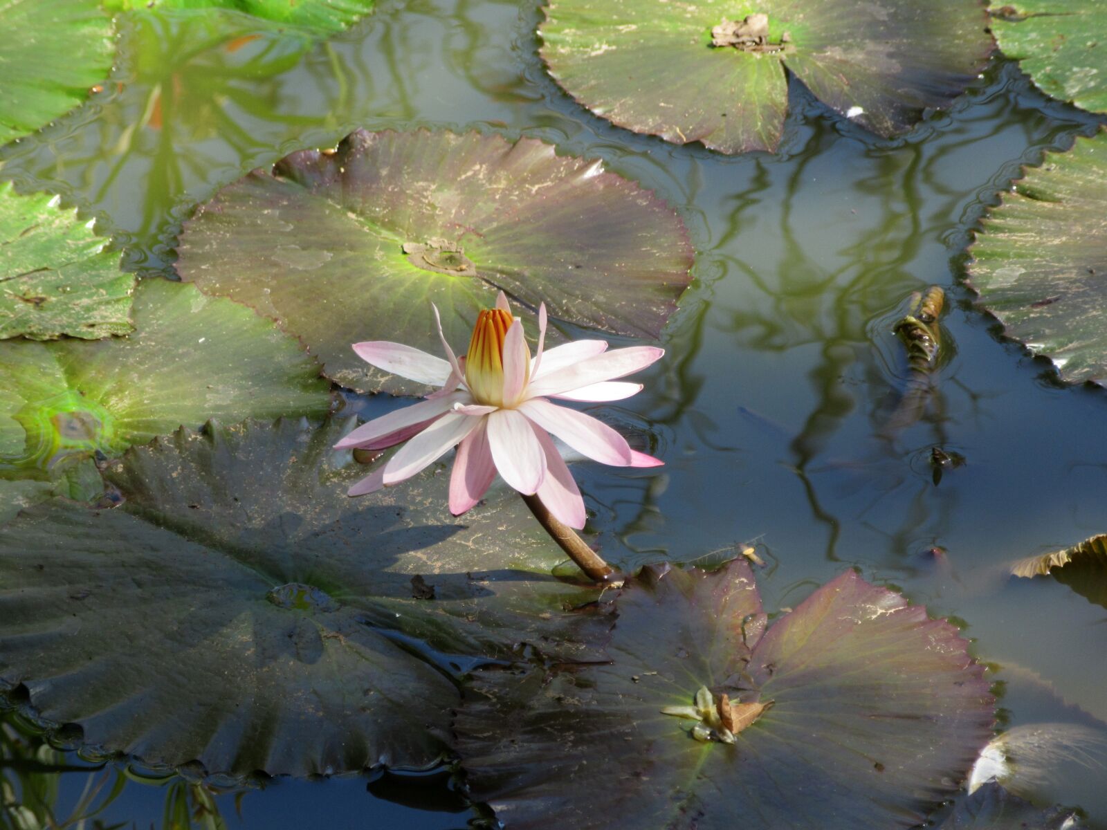 Canon PowerShot SX600 HS sample photo. Flower, lotus flower, lotus photography