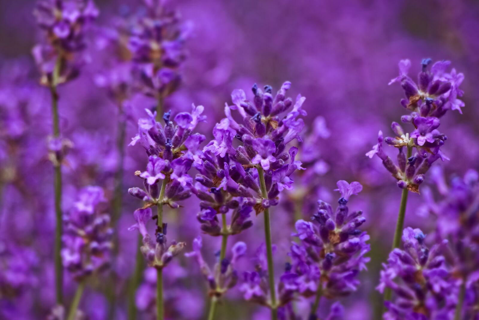 Olympus OM-D E-M10 sample photo. Lavender, field, nature photography