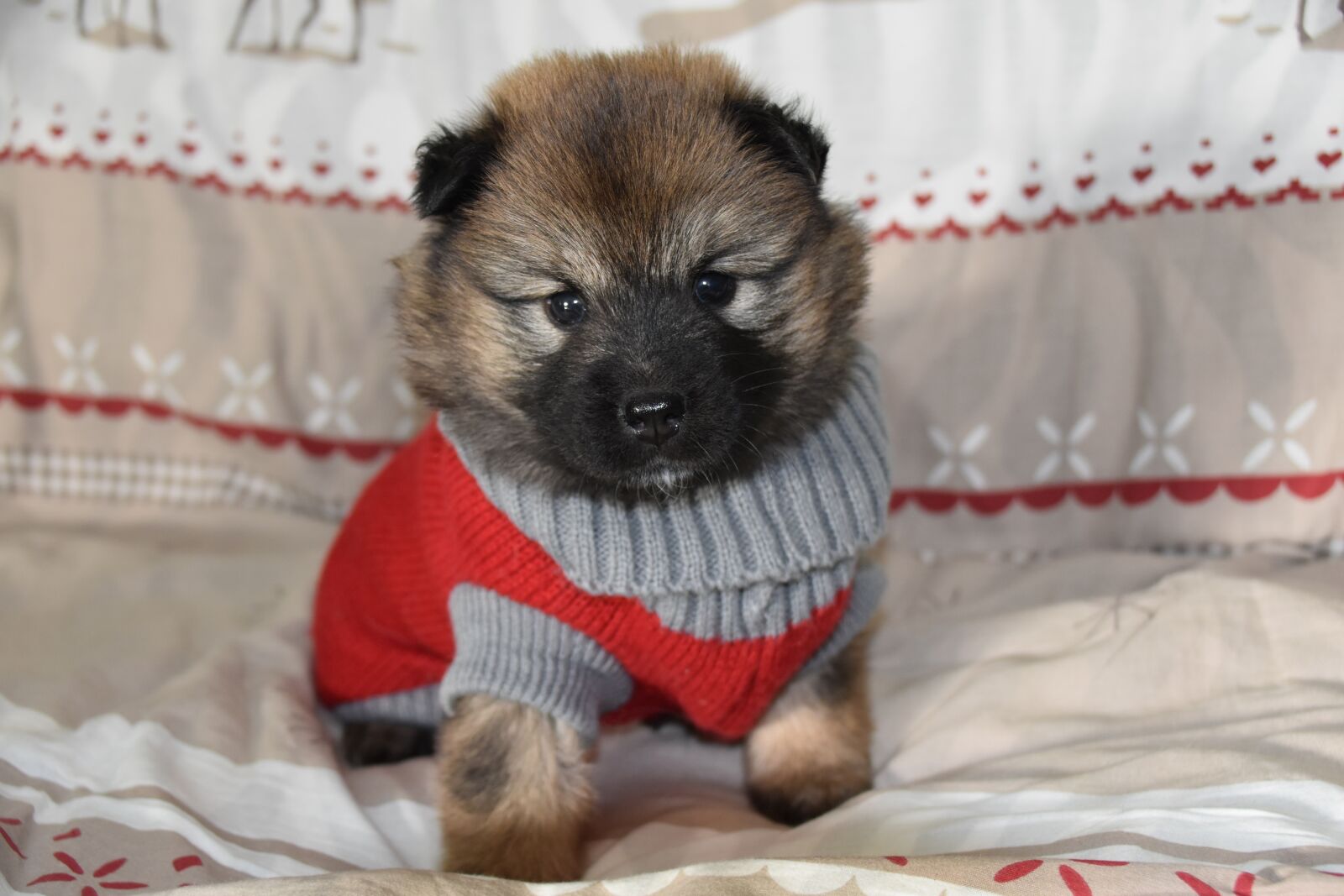 Nikon D5600 sample photo. Puppy, puppy sitting, puppy photography