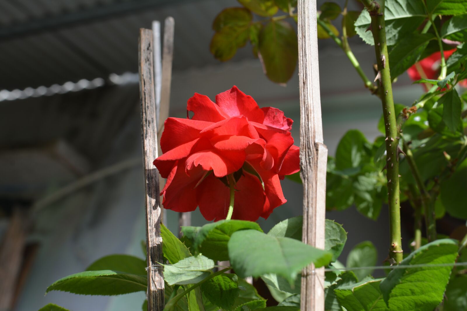 Nikon D7100 sample photo. Roses home grown, beautiful photography