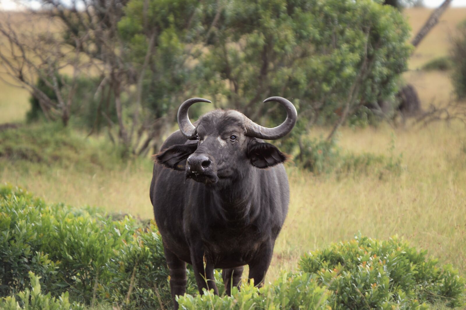 Nikon D3S sample photo. Animal, buffalo, wild photography