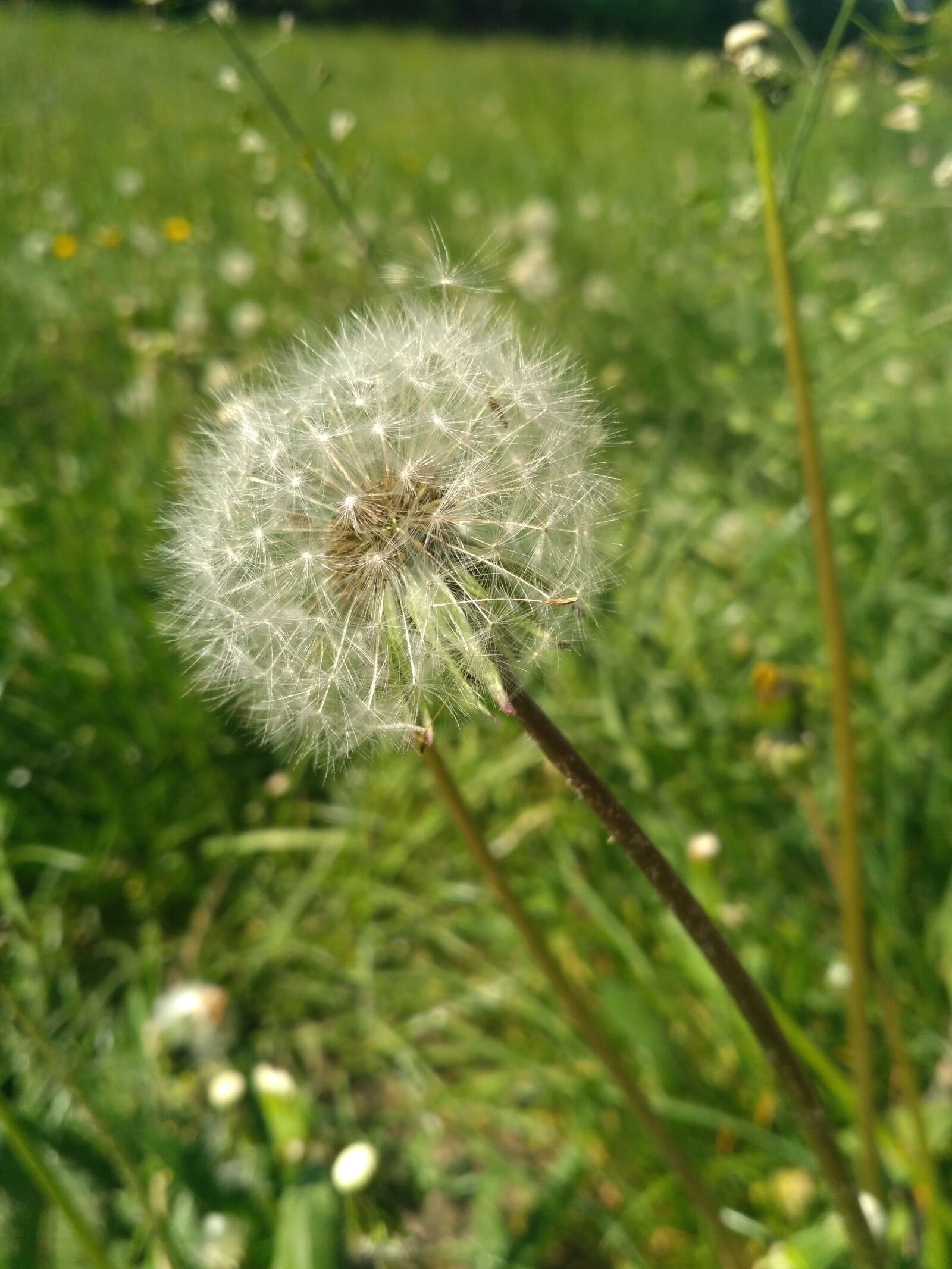Xiaomi Redmi 3S sample photo. Dandelion, meadow, flower photography