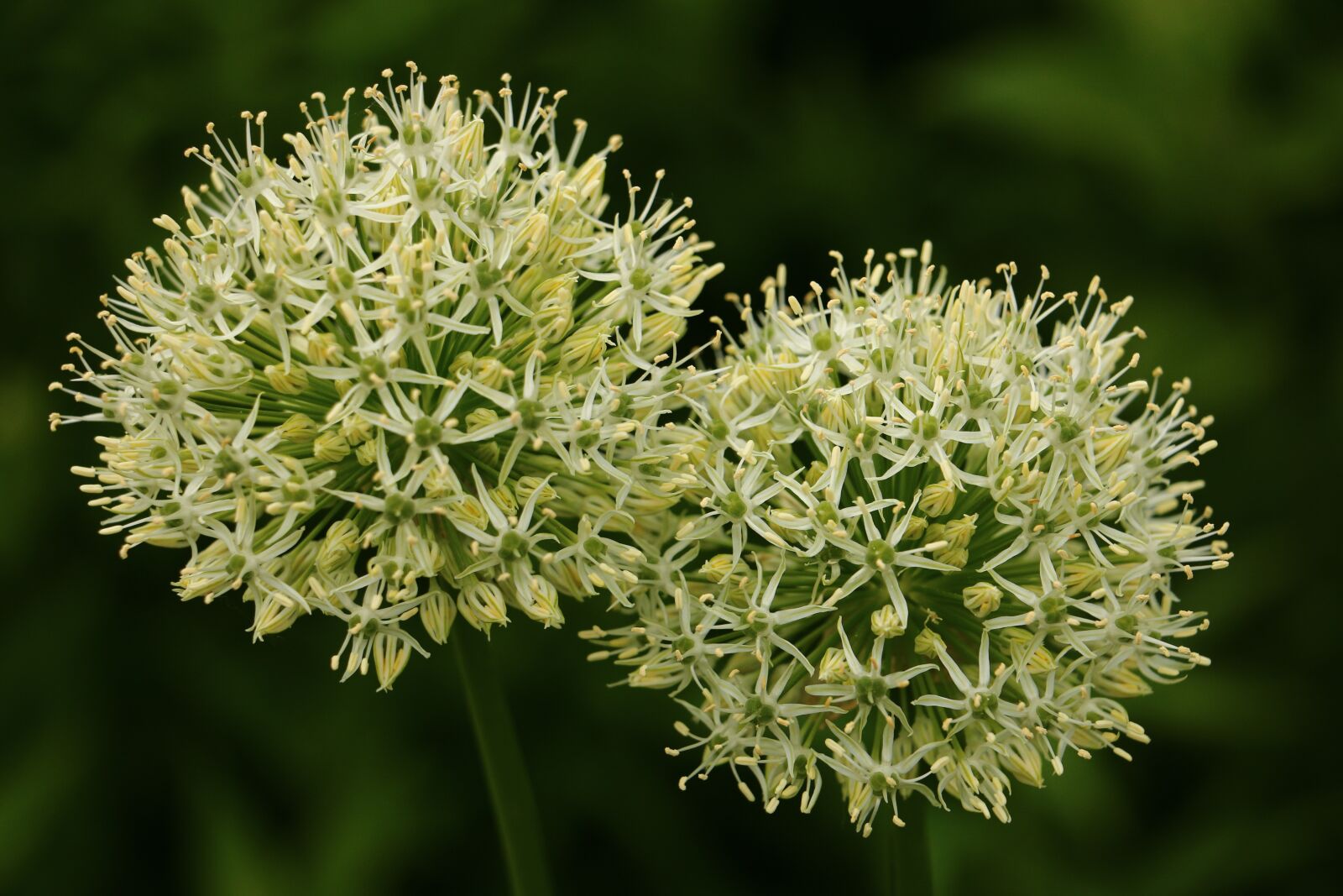 Canon EOS 70D sample photo. Flower, couple, white green photography