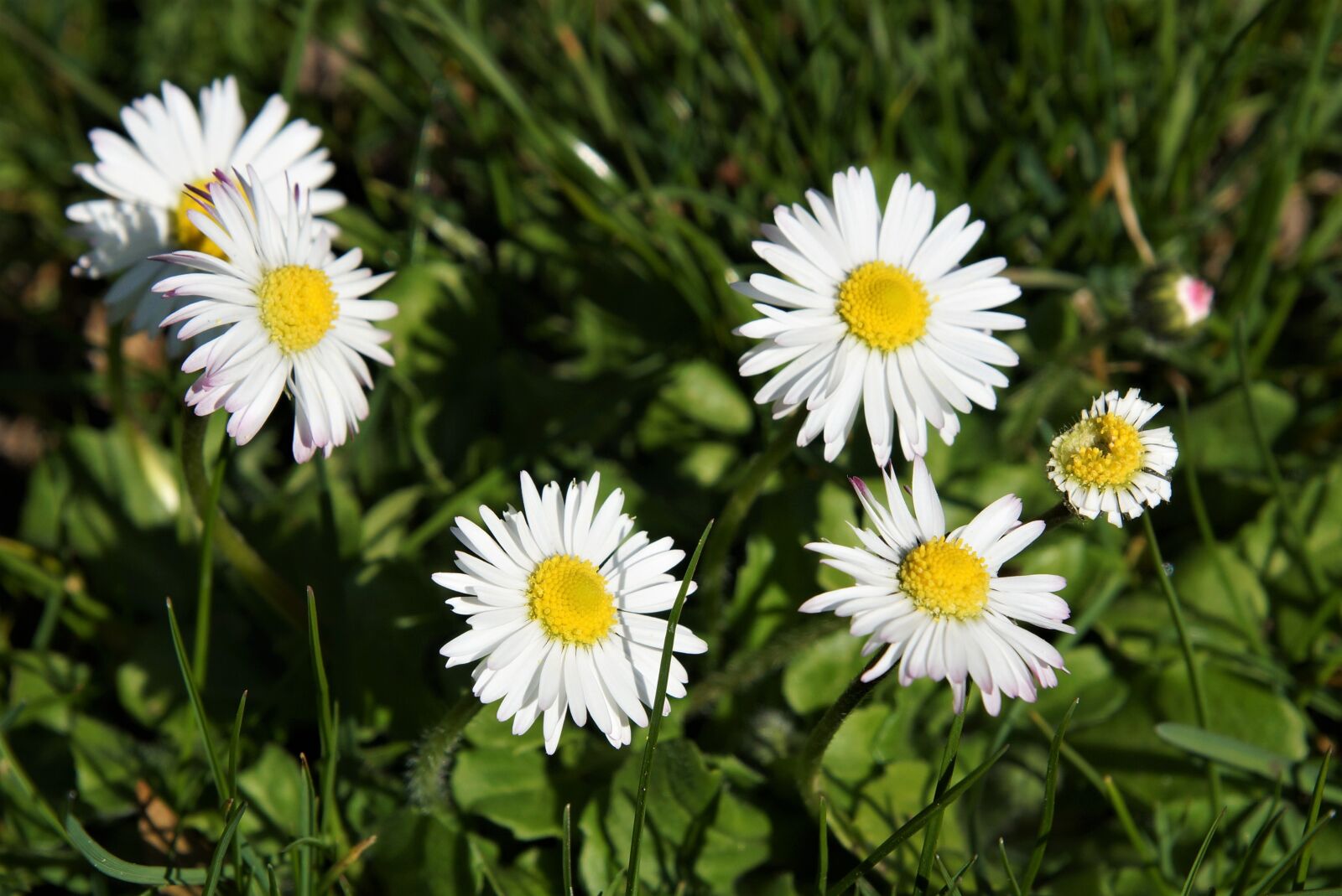 Sony SLT-A65 (SLT-A65V) + 24-70mm F2.8 sample photo. Daisy, meadow, spring photography