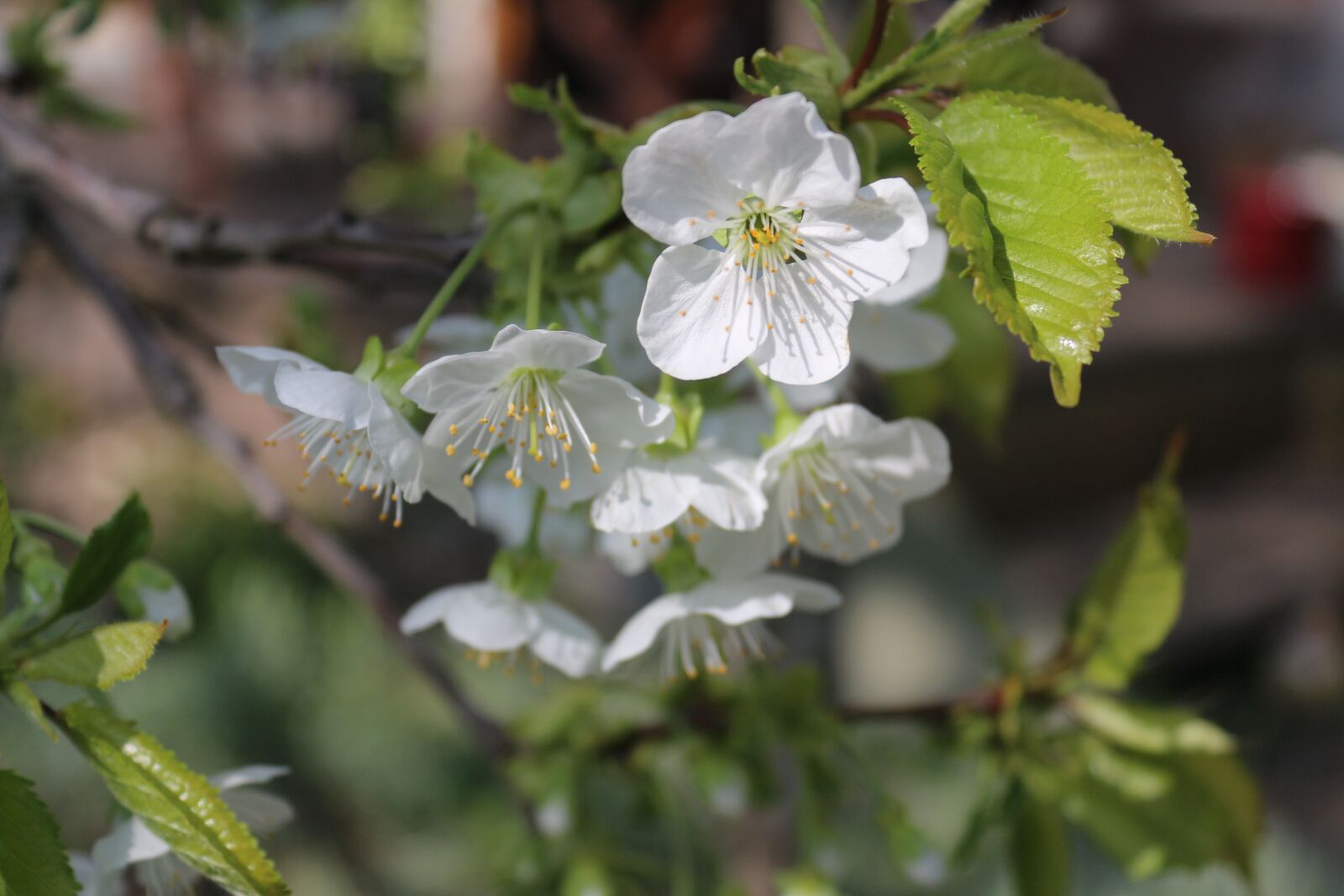 Canon EOS 650D (EOS Rebel T4i / EOS Kiss X6i) sample photo. Cherry blossom, nature, blossom photography