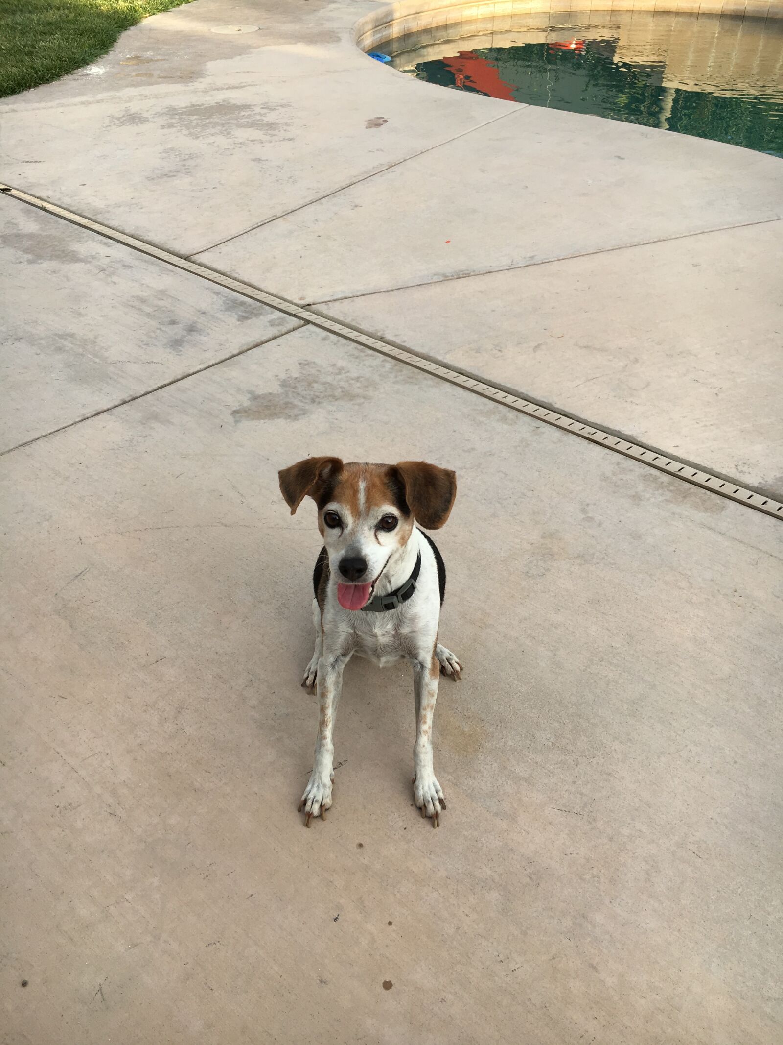 Apple iPhone 6s sample photo. Dog, happy, sun photography