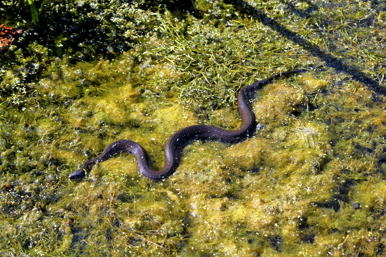 Nikon D7100 sample photo. Snake, water snake, swimming photography