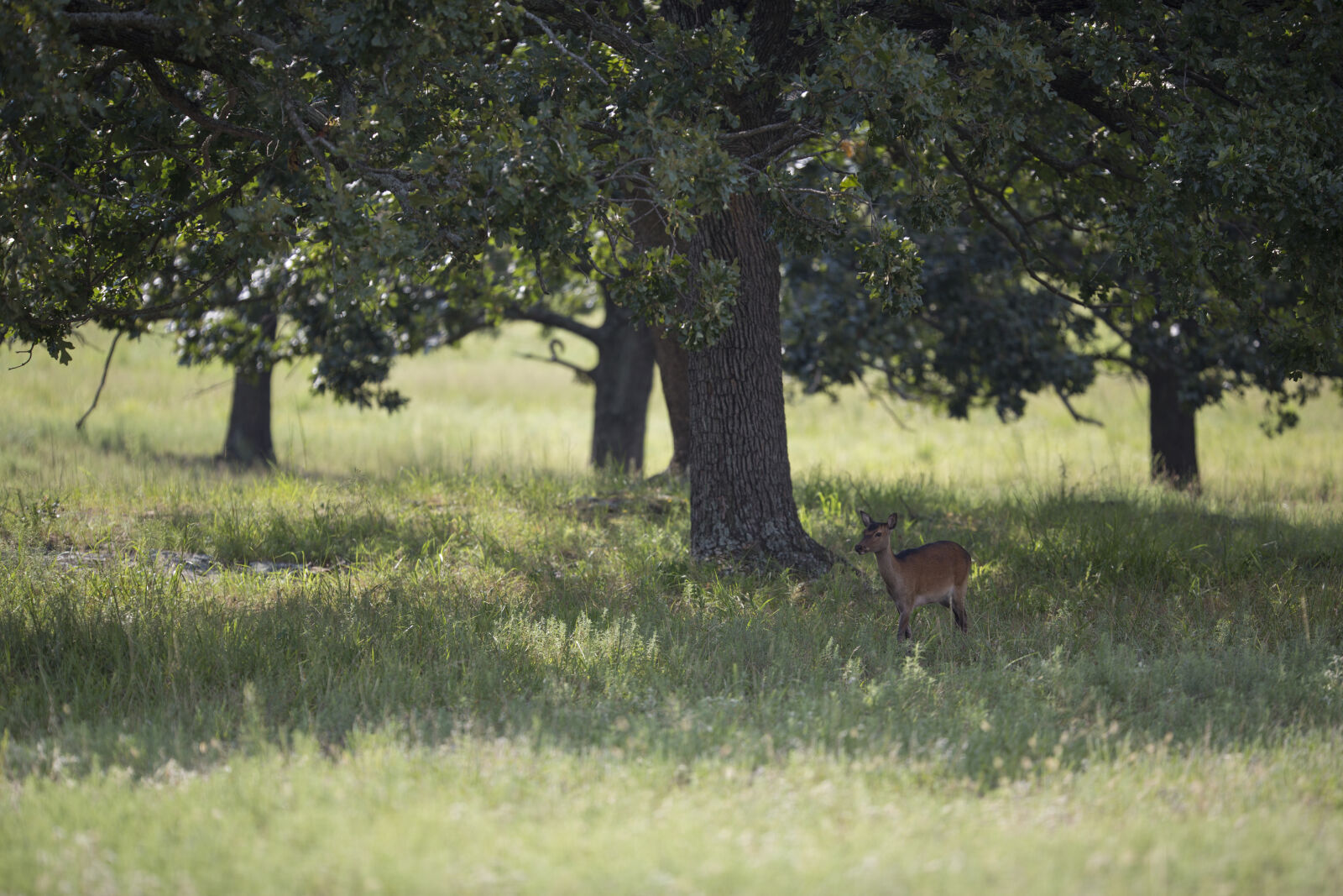 Canon EOS 5D Mark III sample photo. Deer, forest, green, outdoor photography