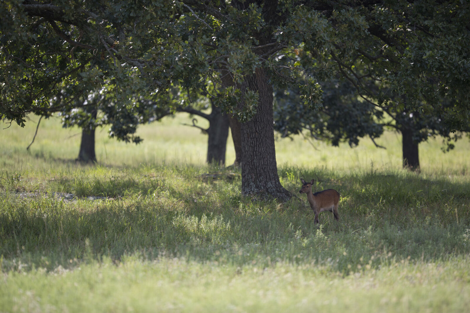 Canon EF 200mm F2L IS USM sample photo. Deer, forest, green, outdoor photography