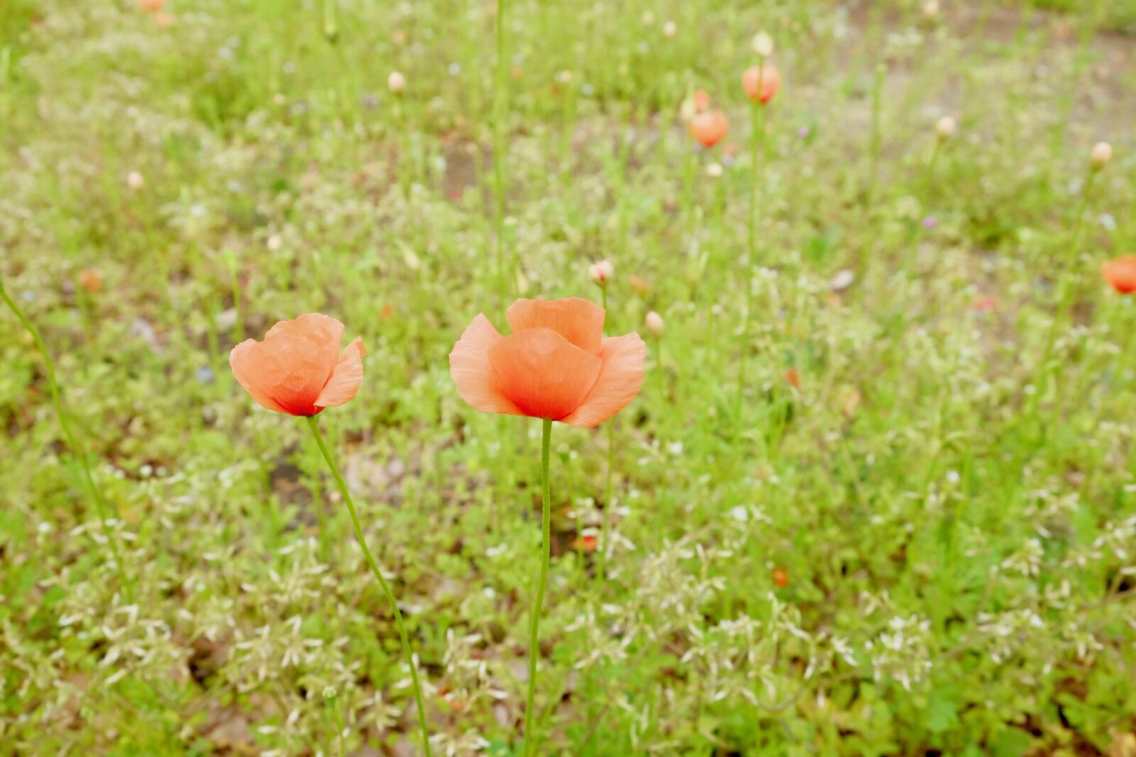 Fujifilm X-T10 sample photo. Grasses, flowers, green photography