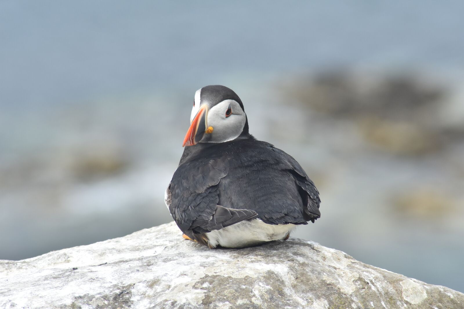 Nikon D3400 sample photo. Puffin, staffa, scotland photography