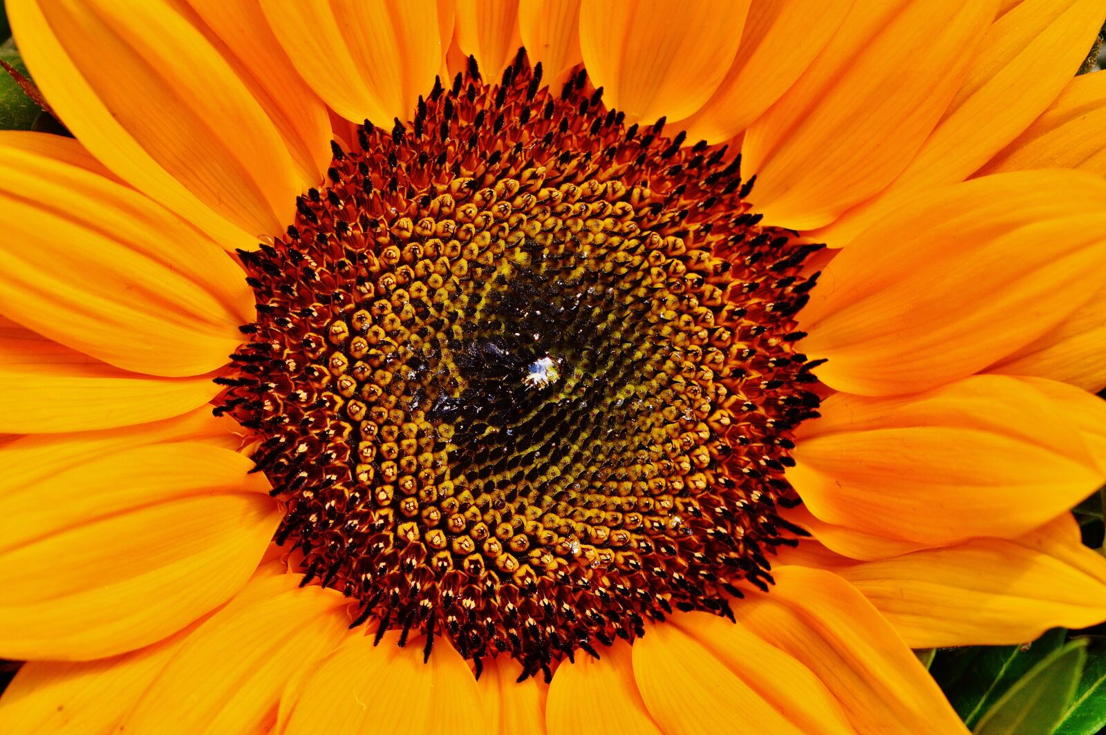 Nikon D3200 sample photo. Sunflower, summer, plant photography