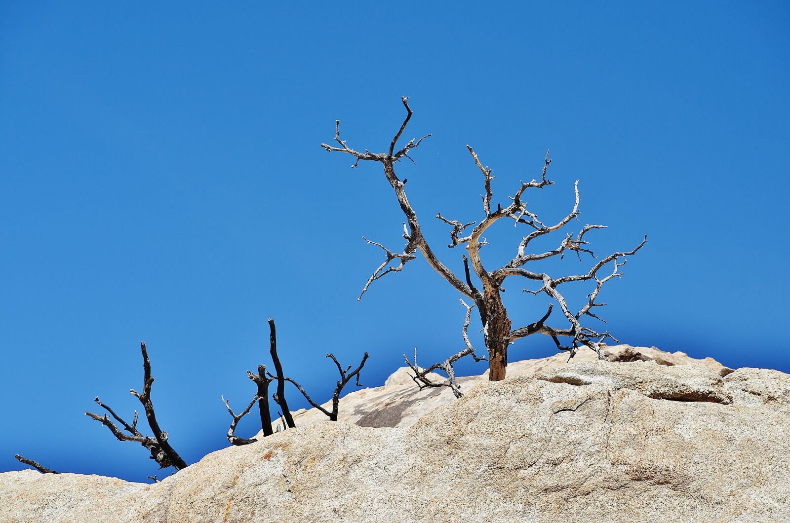 Nikon D5100 sample photo. Wilderness, joshua tree national photography
