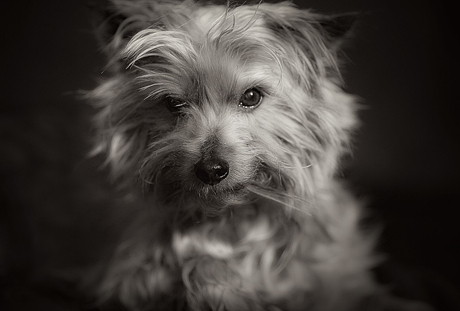 Canon EOS 5D Mark III sample photo. Dog, portrait, animal photography