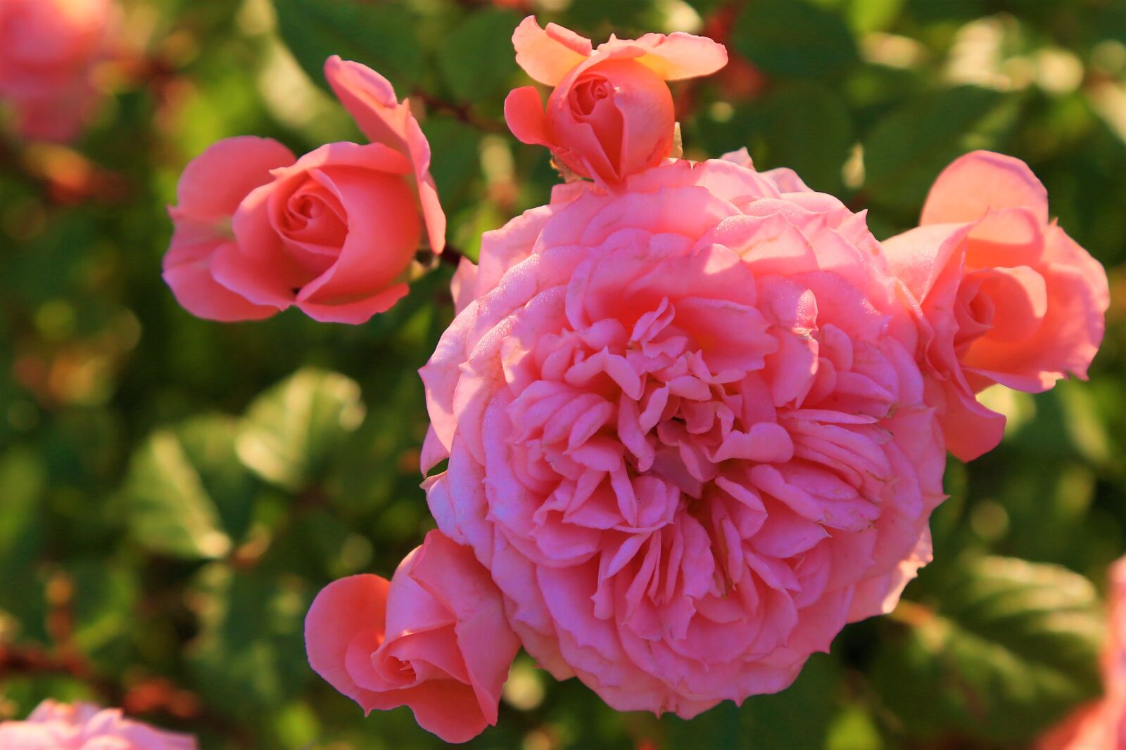 Canon EOS 5D Mark III sample photo. Rose, pink, beautiful photography