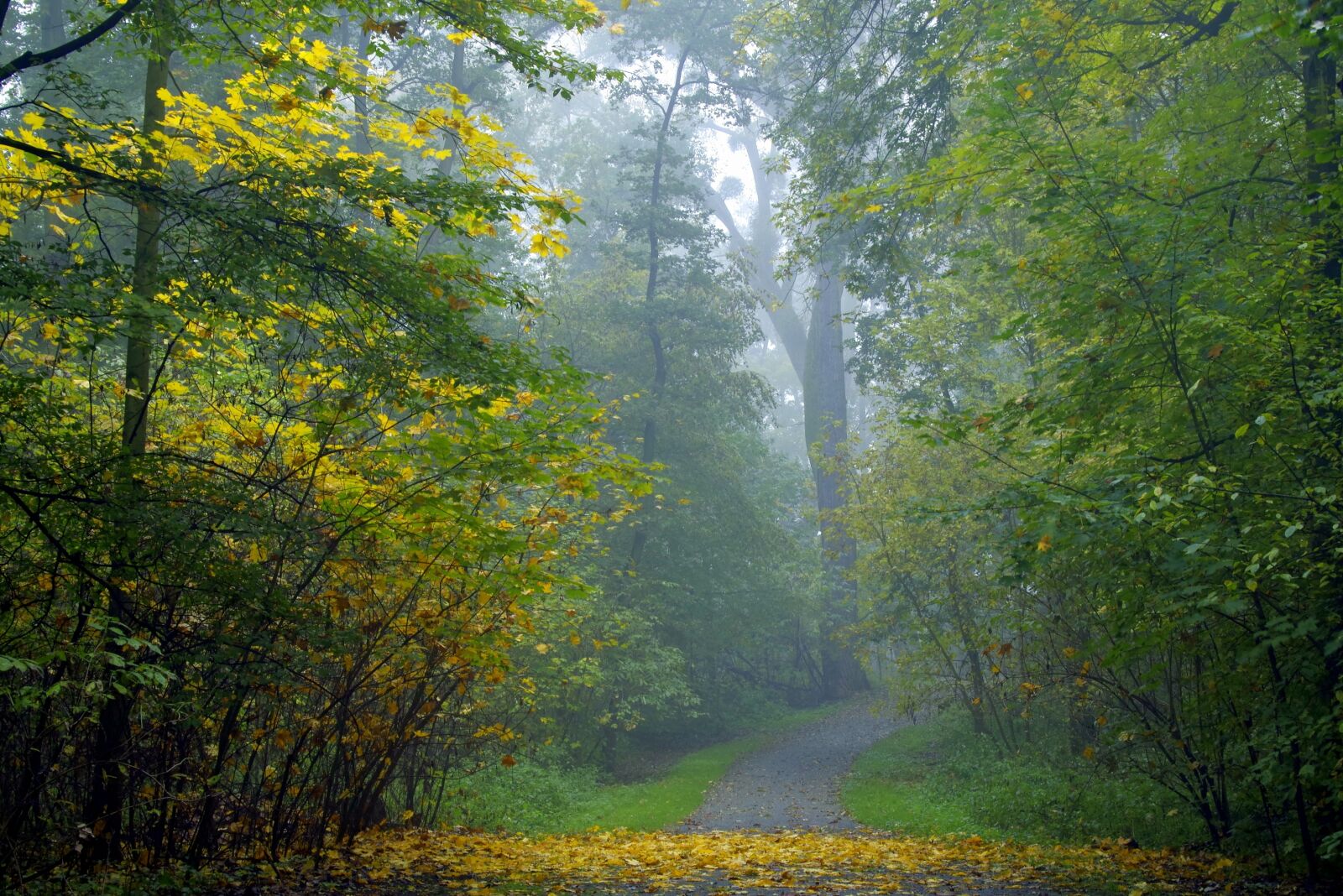 Pentax K-S2 sample photo. The fog, forest, tree photography