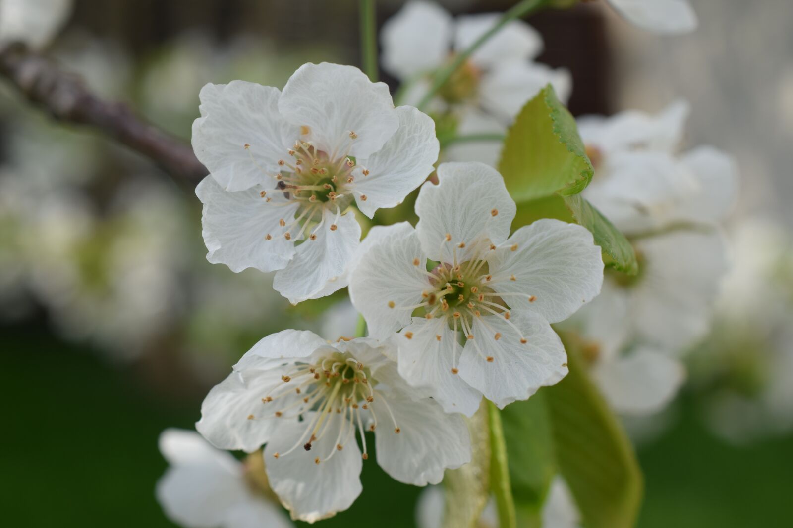 Nikon D3300 sample photo. Cherry wood, spring, cherries photography