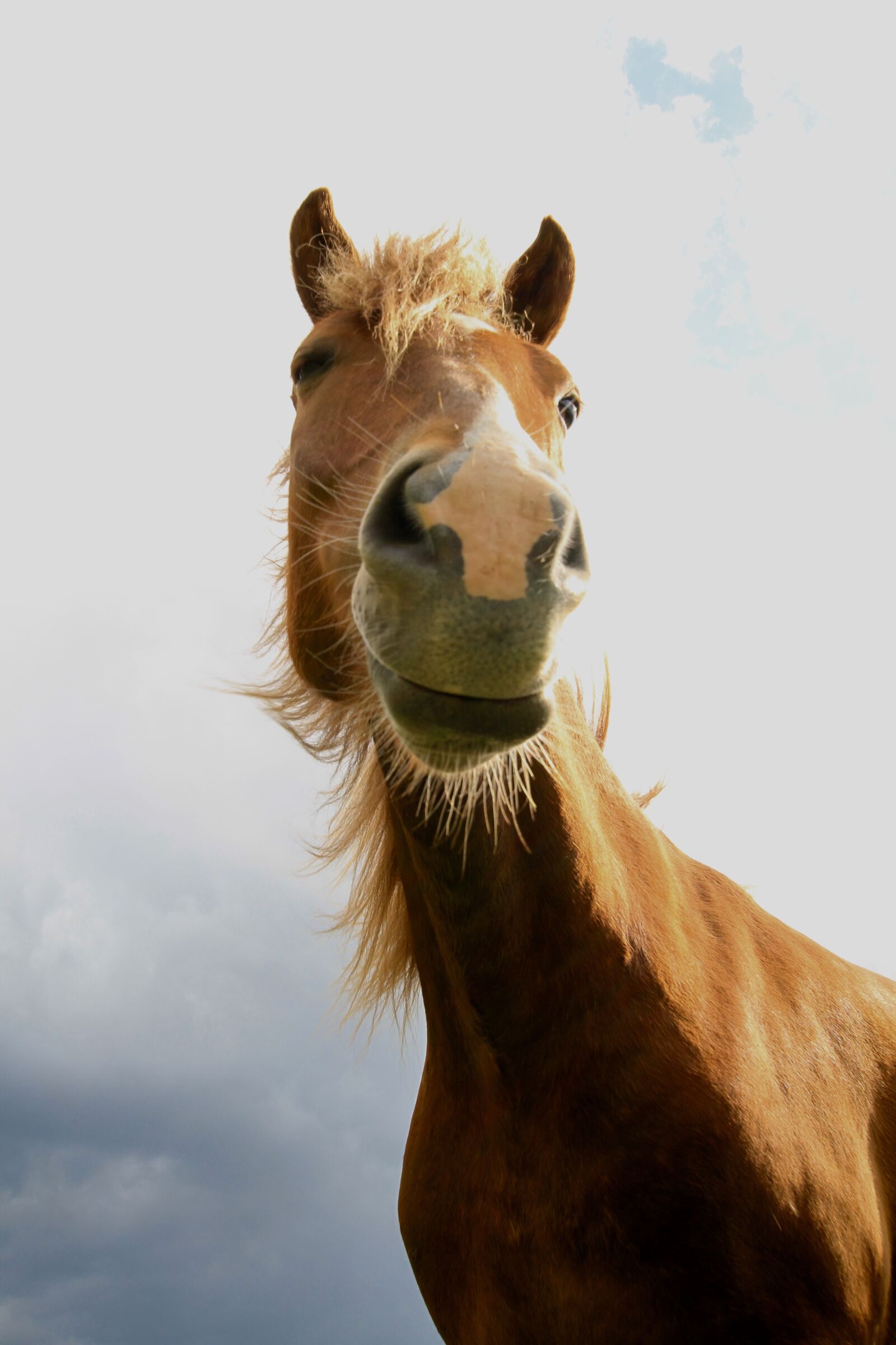 Canon EOS 7D sample photo. Animals, horse, mammals photography