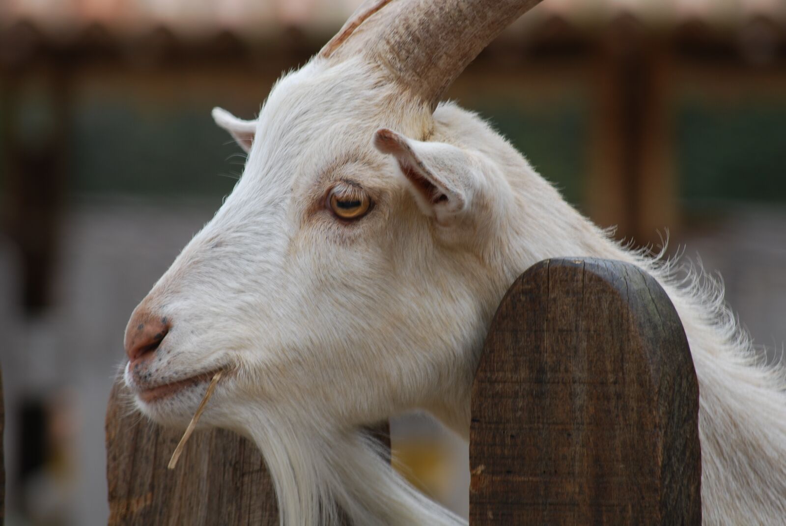 Nikon D60 sample photo. Nature, animalia, farm photography