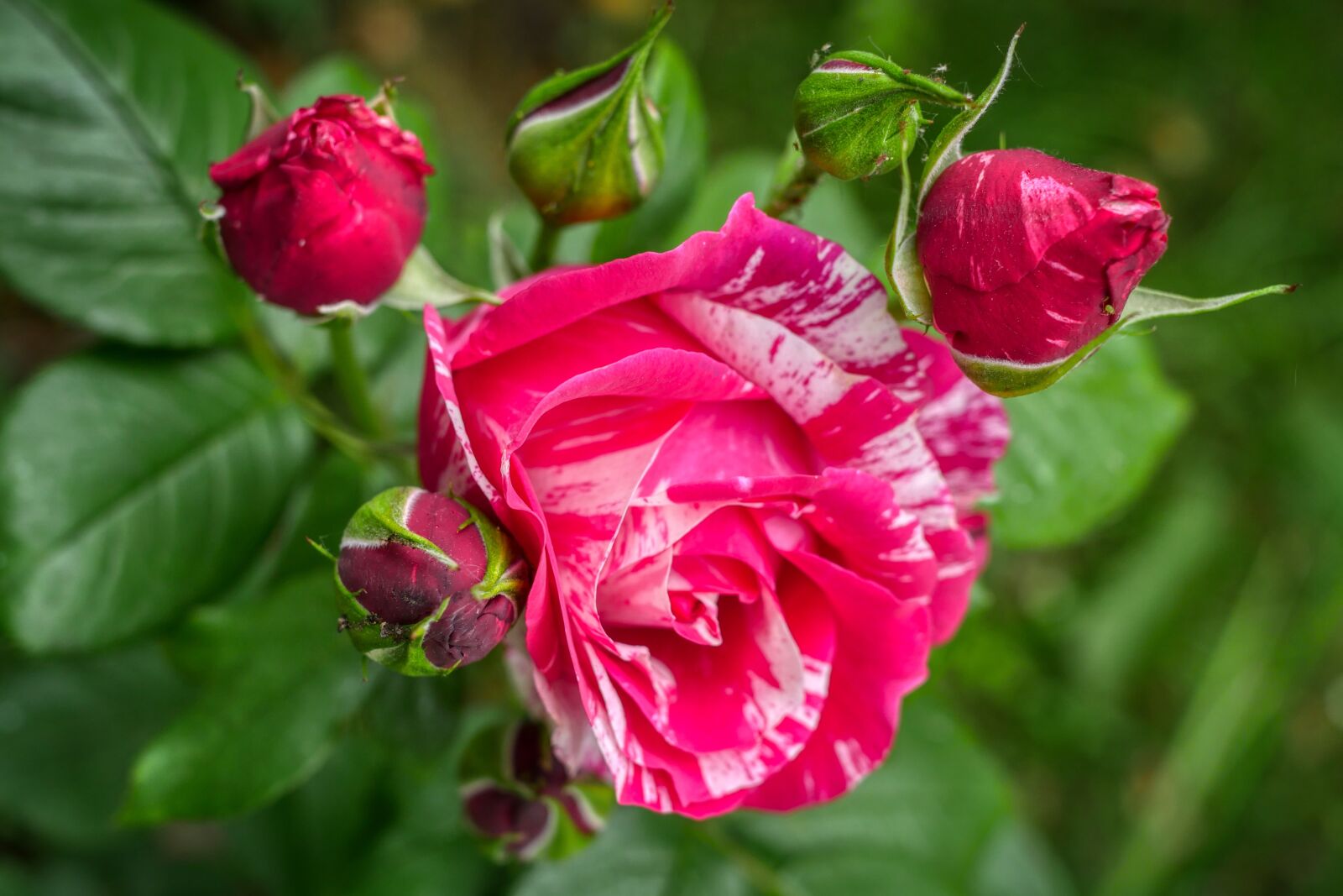 Panasonic Lumix DMC-GX8 sample photo. Rose, flower, blossom photography