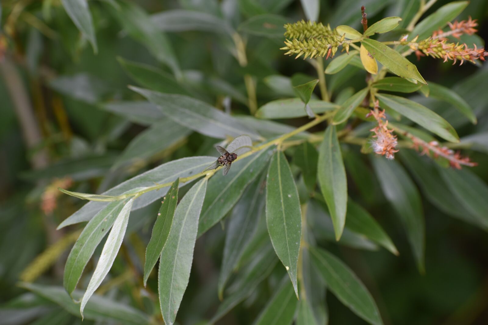 Nikon D3500 sample photo. Fly, insect, nature photography