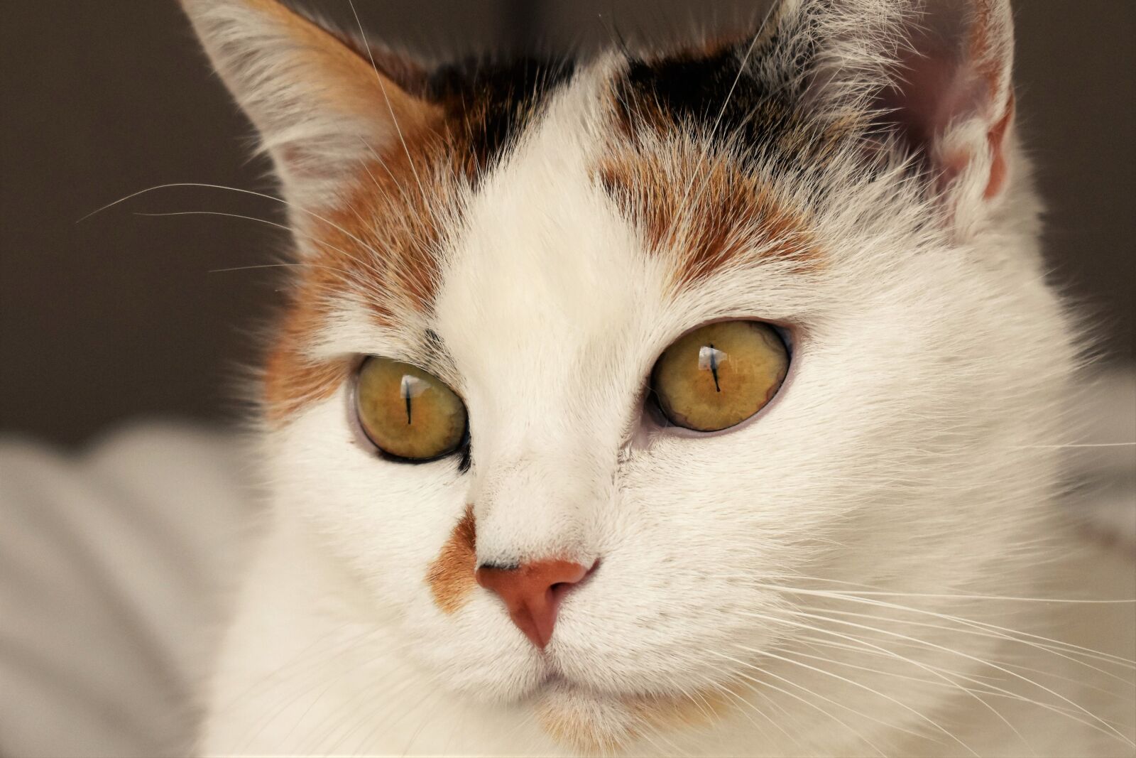 Nikon D5500 sample photo. Cat, animal, white photography