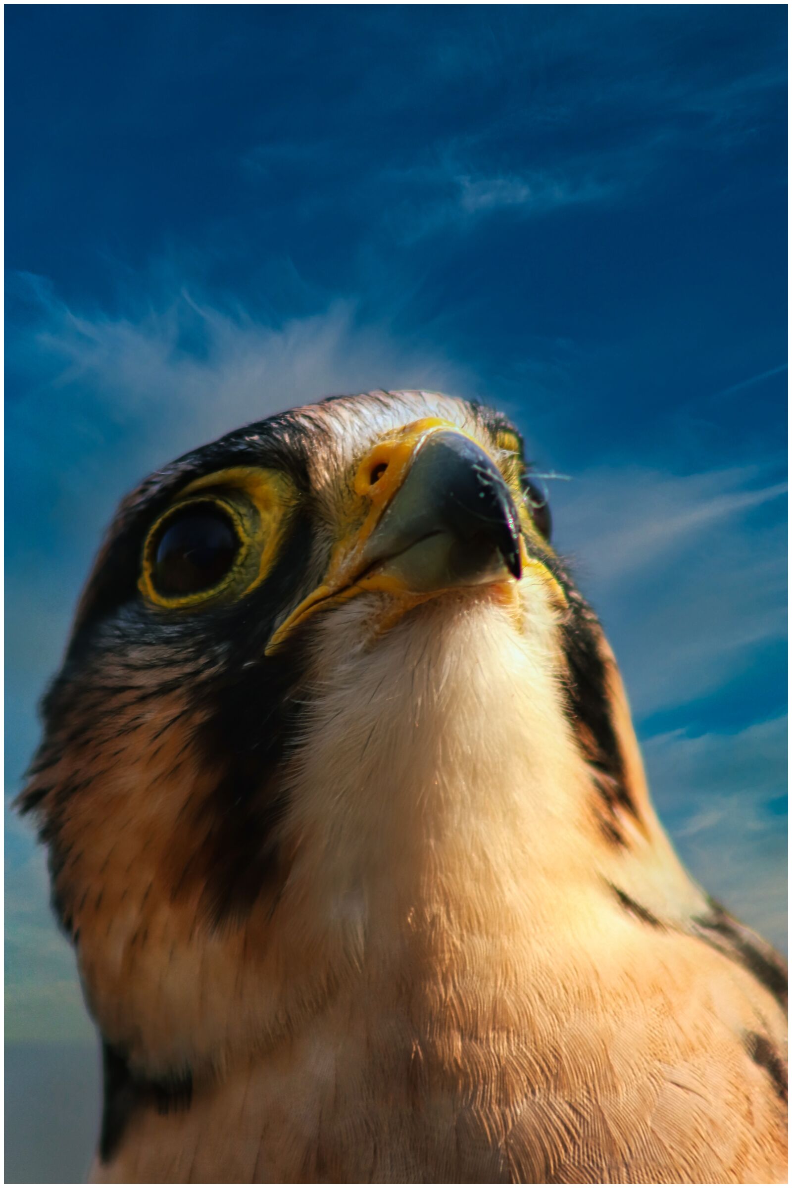 Canon EF75-300mm f/4-5.6 sample photo. Bird, plumage, falcon photography