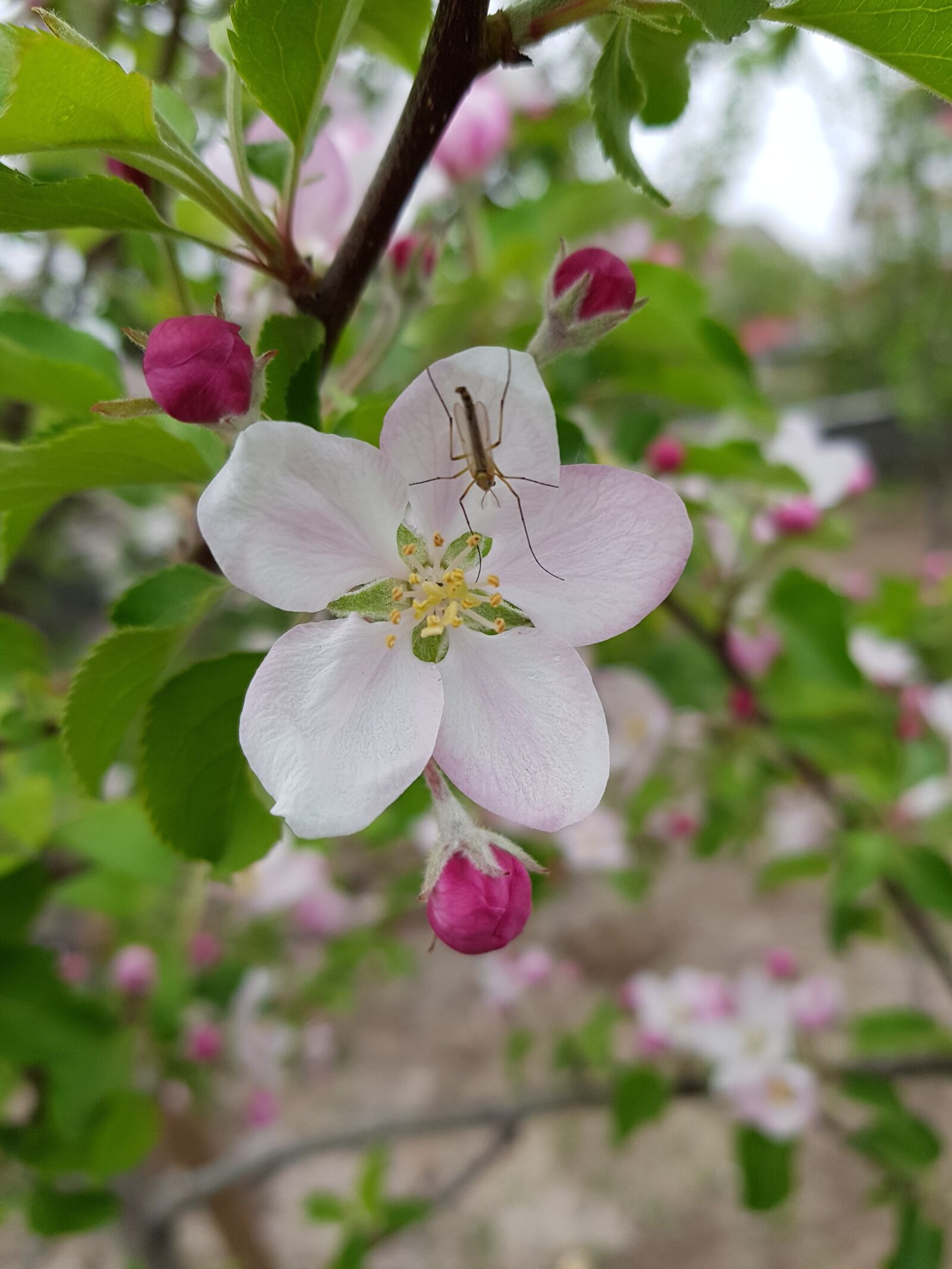 Samsung Galaxy S8 sample photo. Flower, nature, plant photography