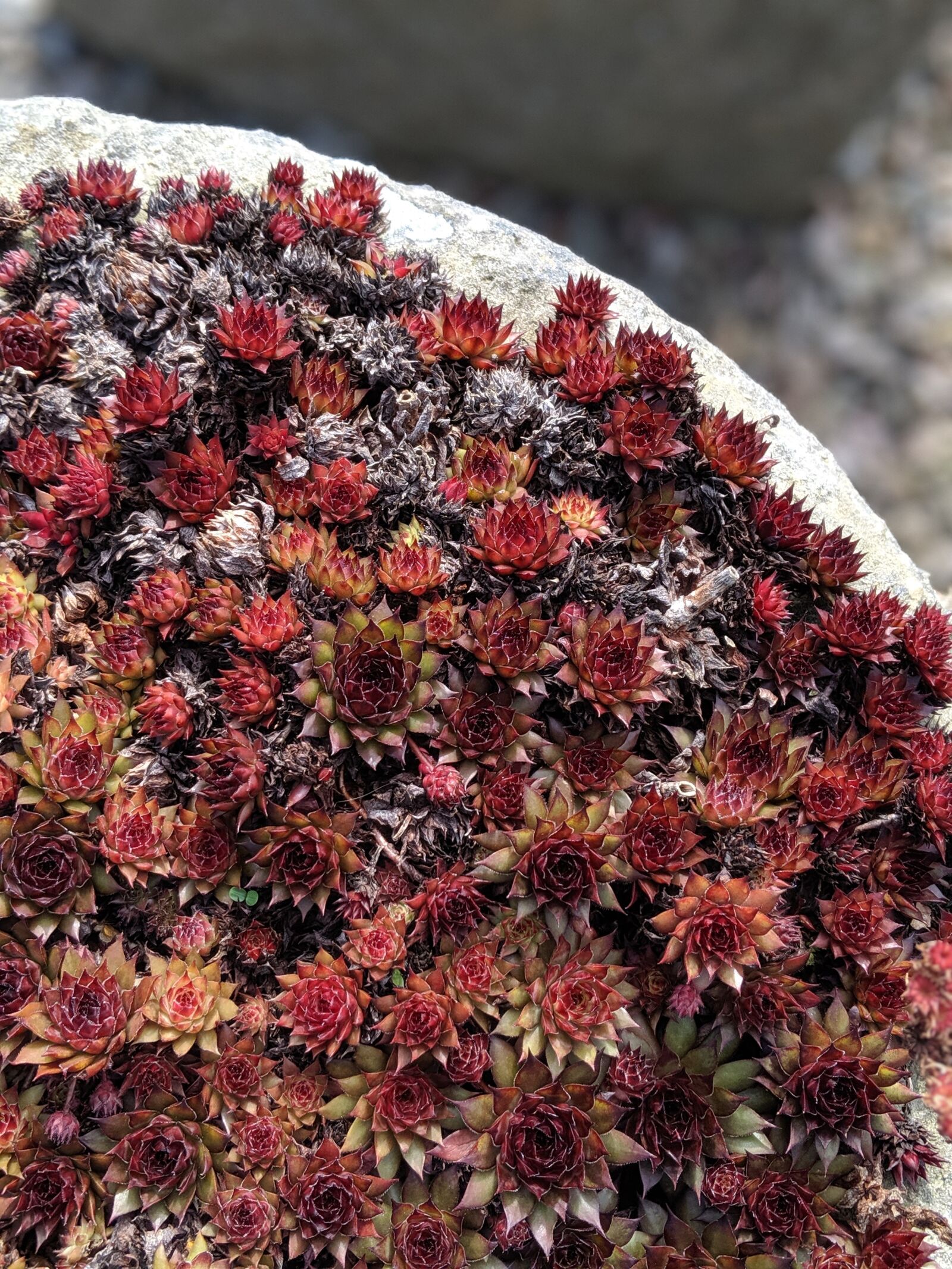 Google Pixel 3 sample photo. Cactus, border, plant photography