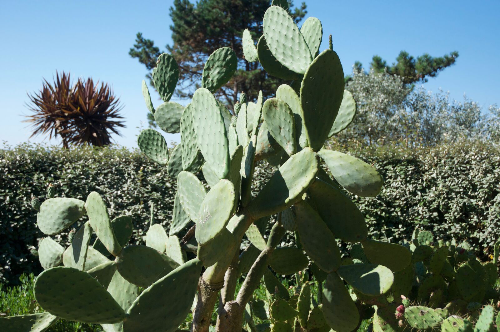 Nikon D90 sample photo. Opuntia, prickly pear, succulent photography