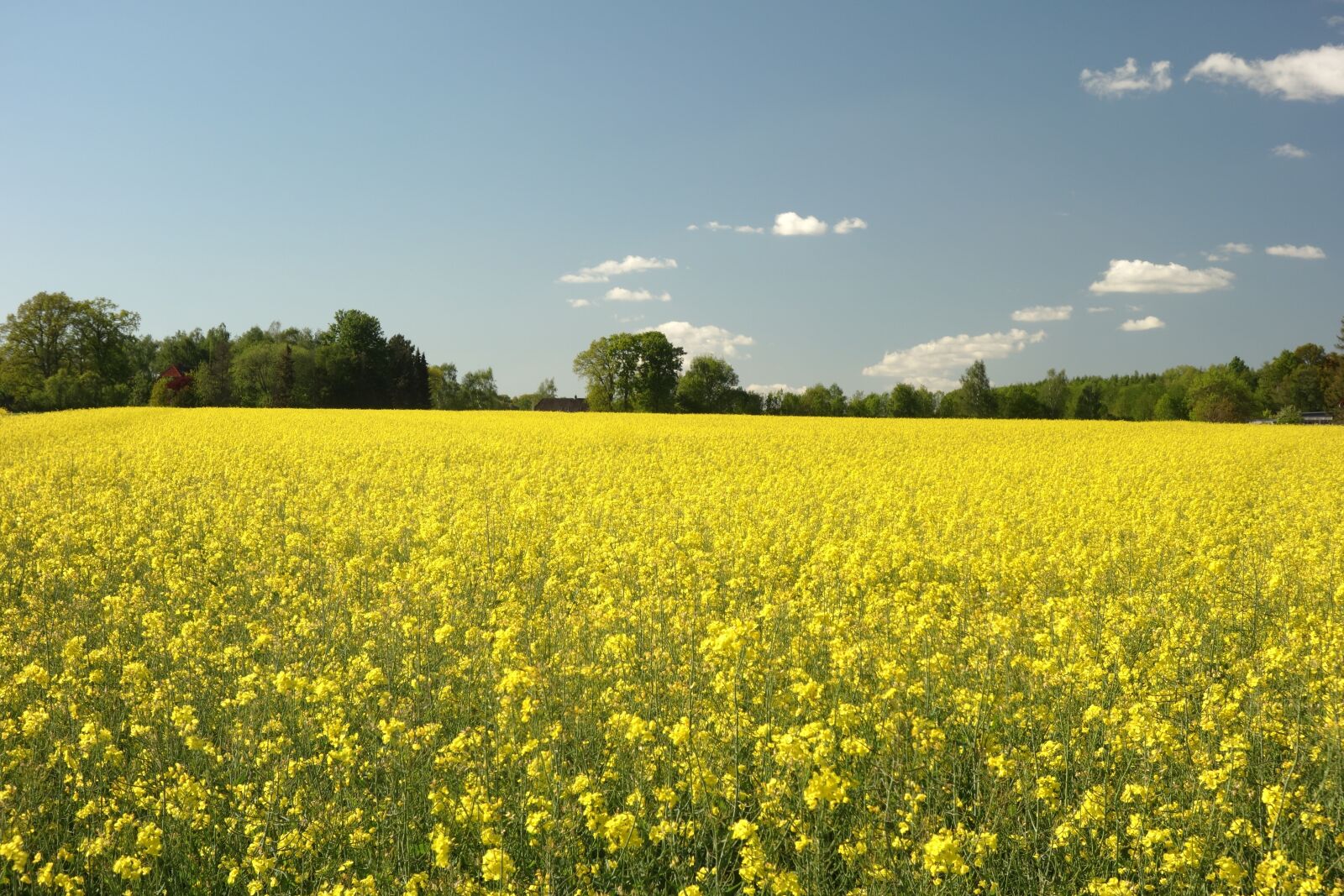 Sony Cyber-shot DSC-RX100 sample photo. Field of rapeseeds, yellow photography