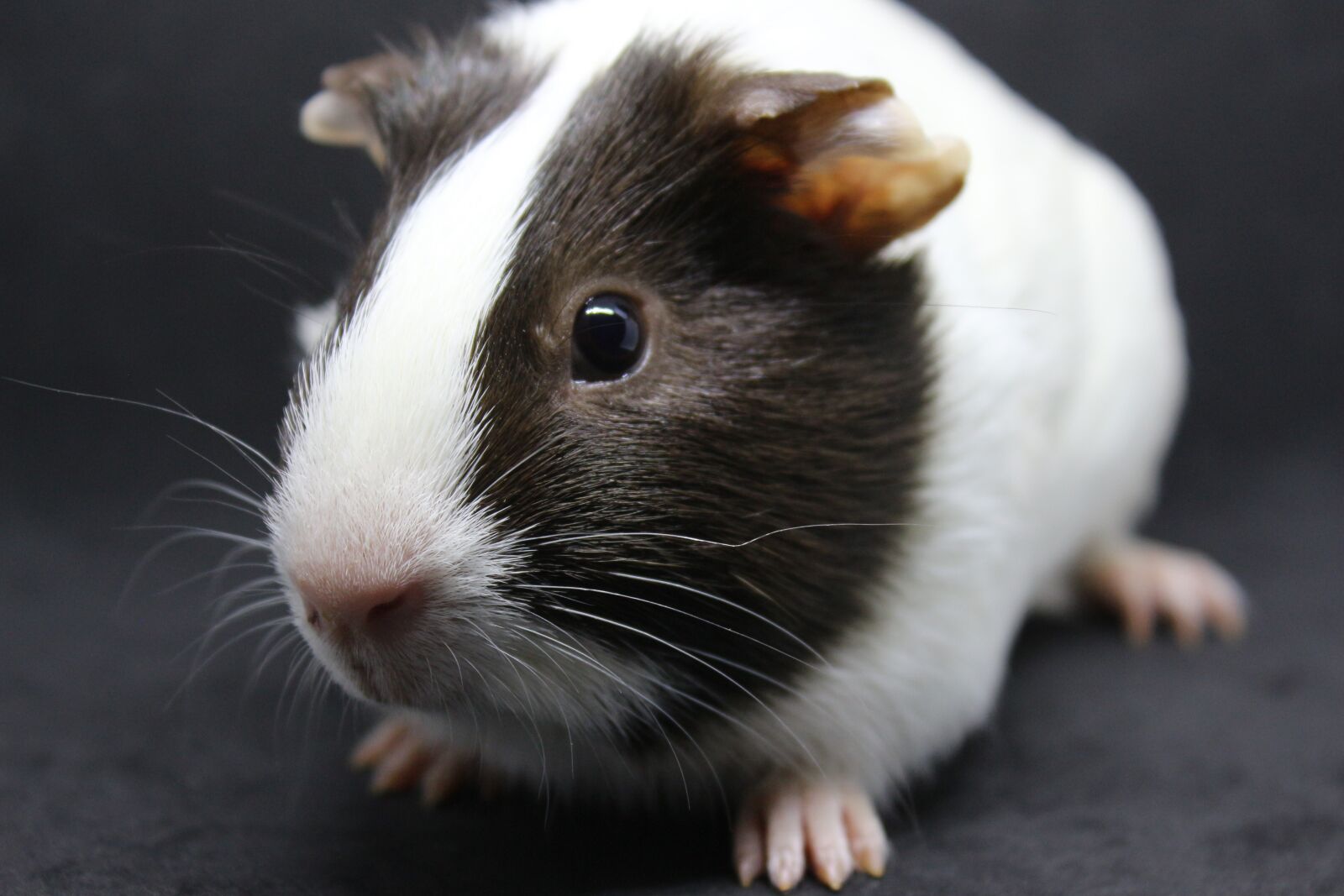 Canon EF-S 18-55mm F3.5-5.6 IS sample photo. Guinea pig, sweet, cute photography