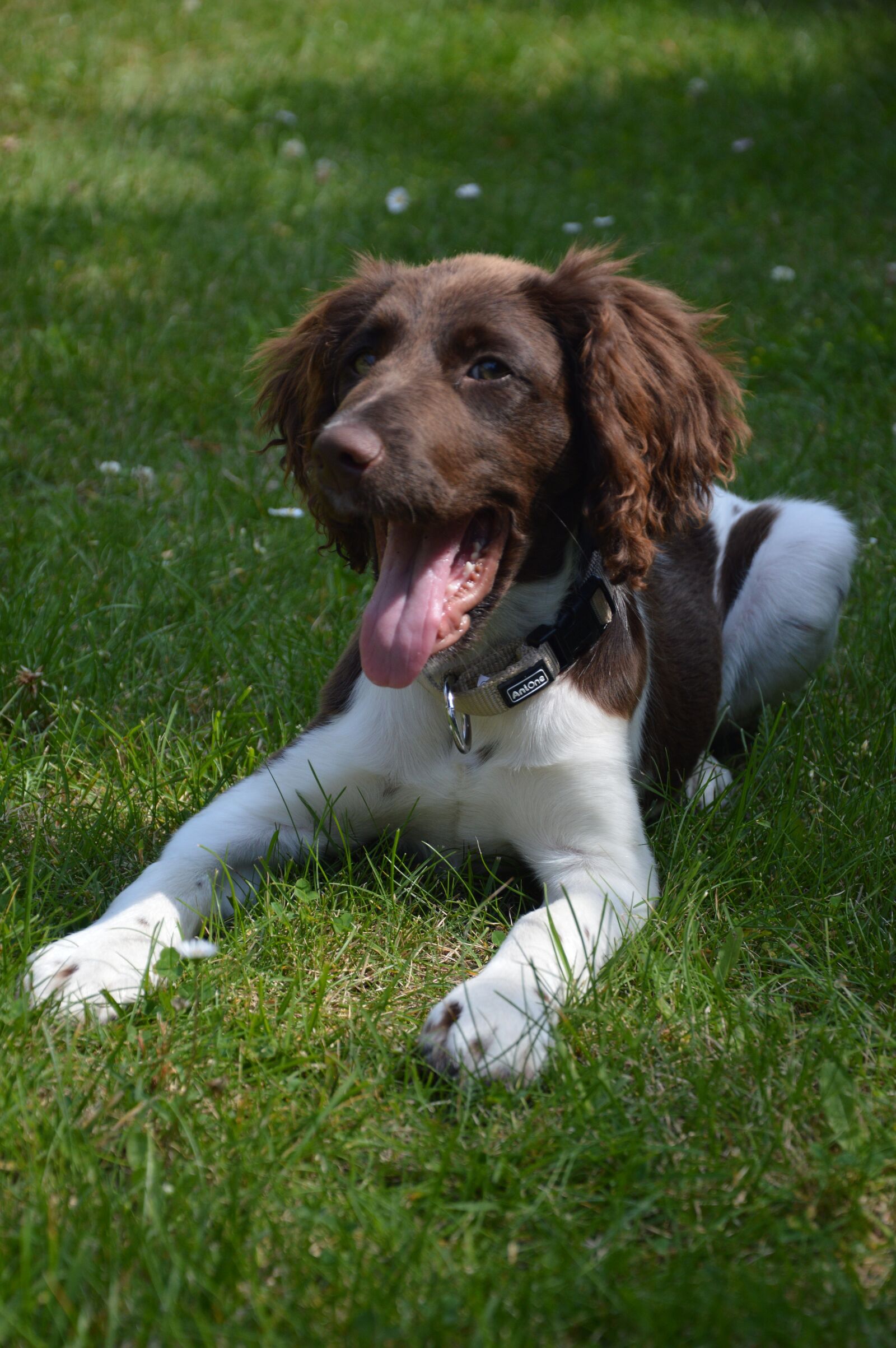 Nikon D3200 sample photo. Dog, puppy, animal photography