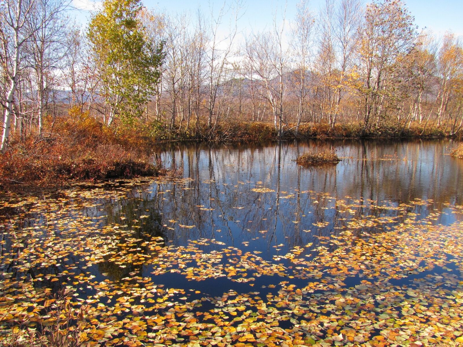 Листья в пруду